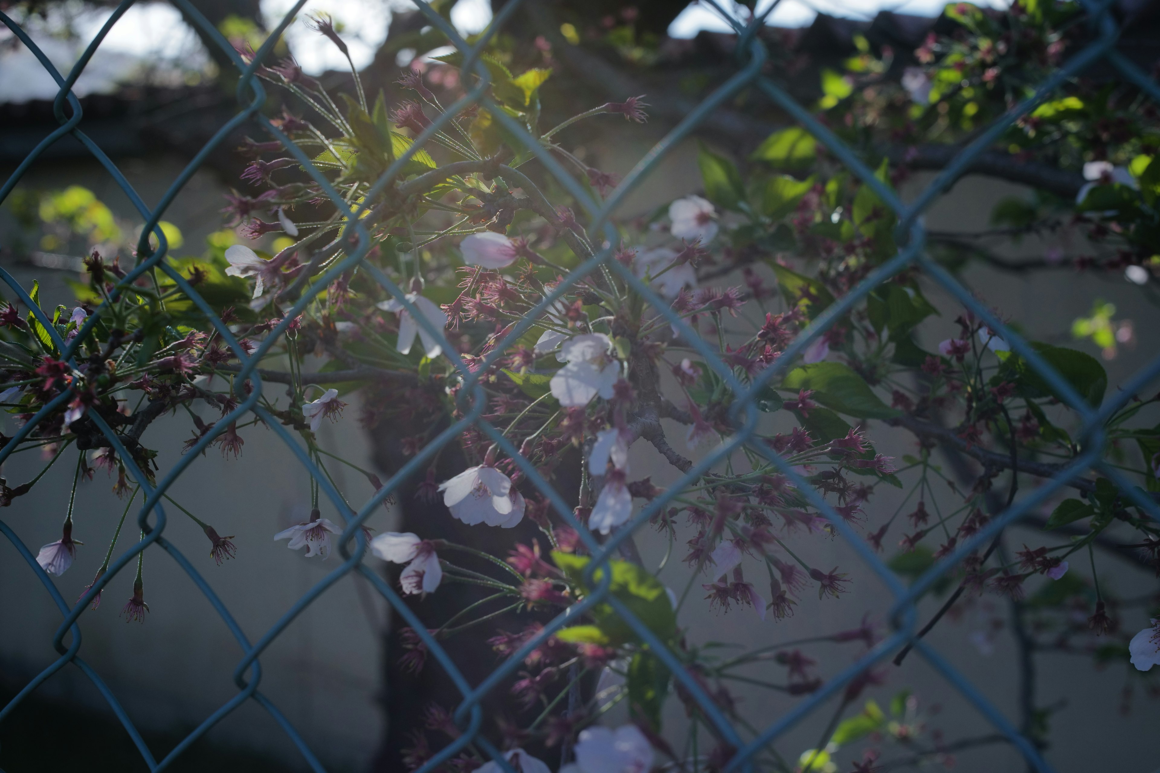 Kirschblüten und grüne Blätter, die durch einen blauen Zaun sichtbar sind