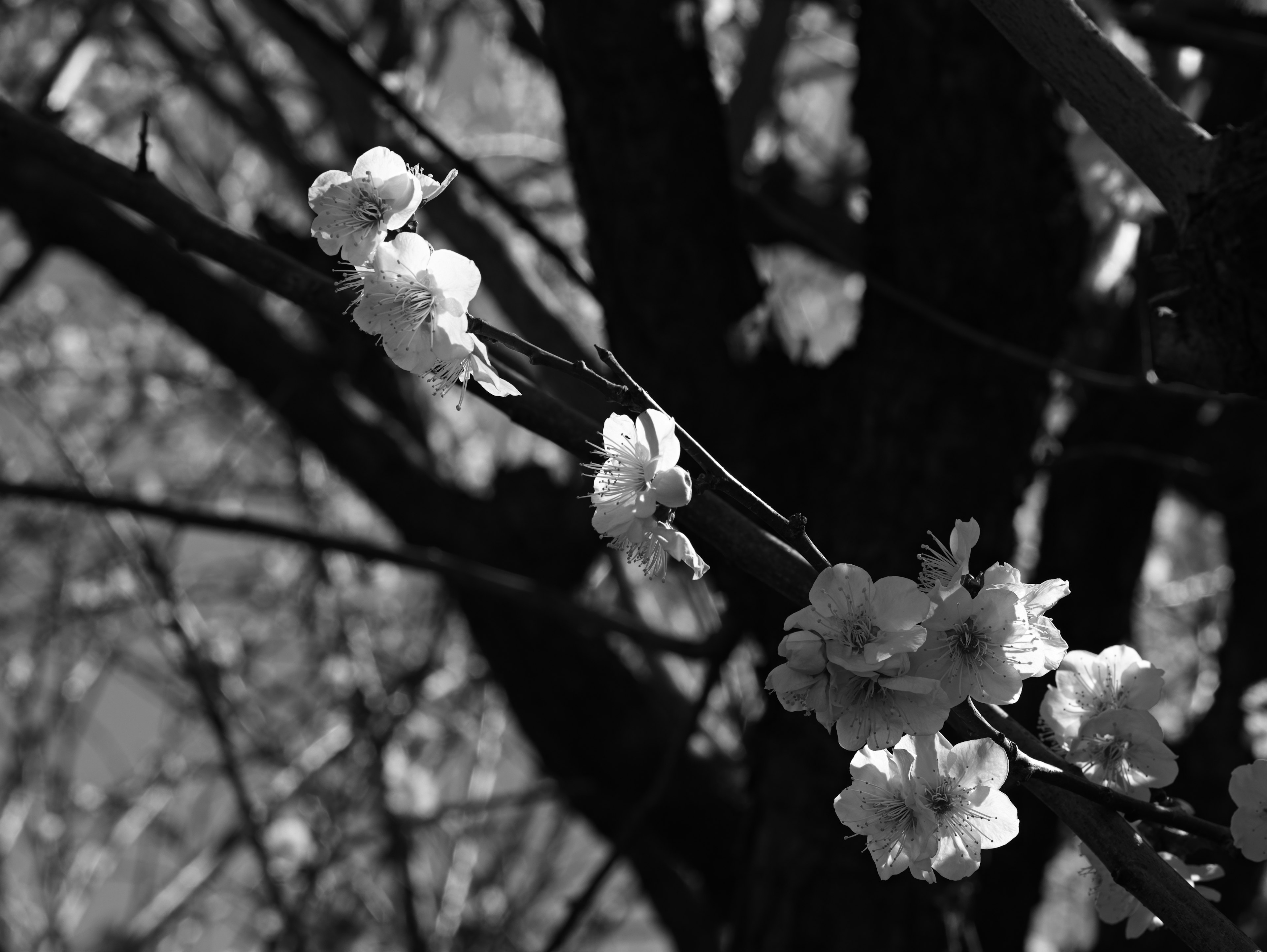 Contrast of white flowers blooming on branches against a dark tree trunk