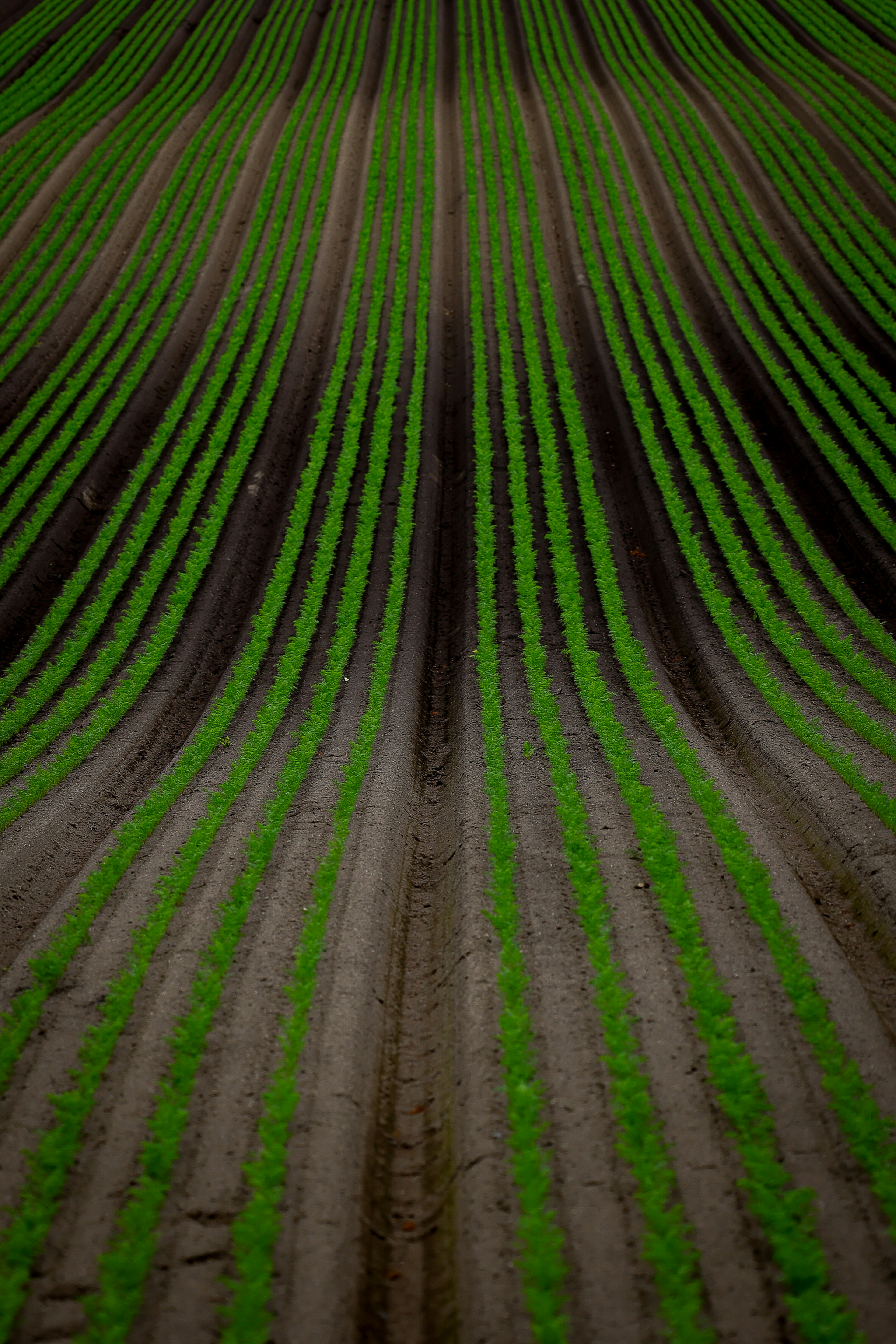 Eine Landschaft mit ordentlich angeordneten grünen Pflanzen in einem Feld