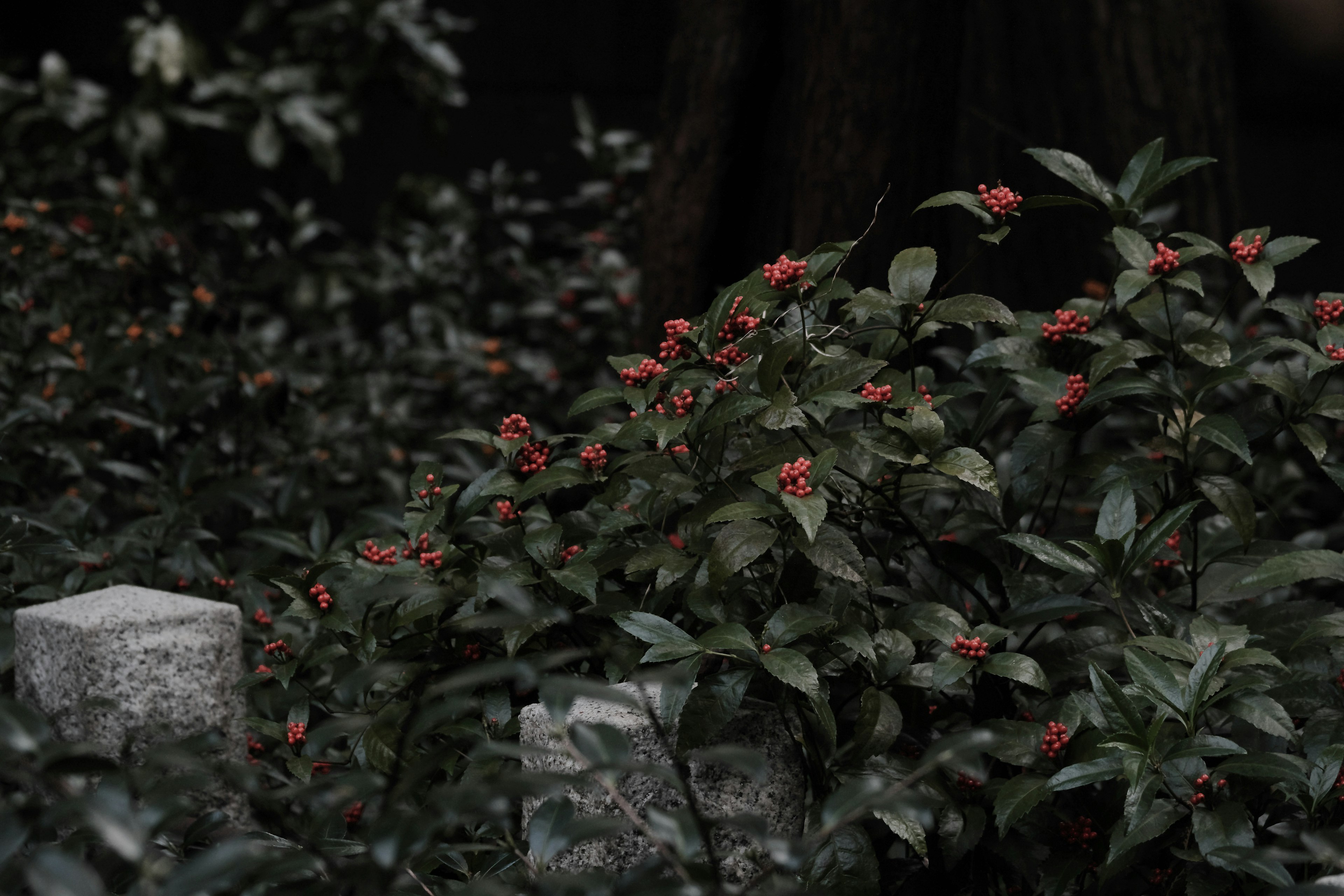 Végétation dense avec des fleurs rouges sur fond sombre