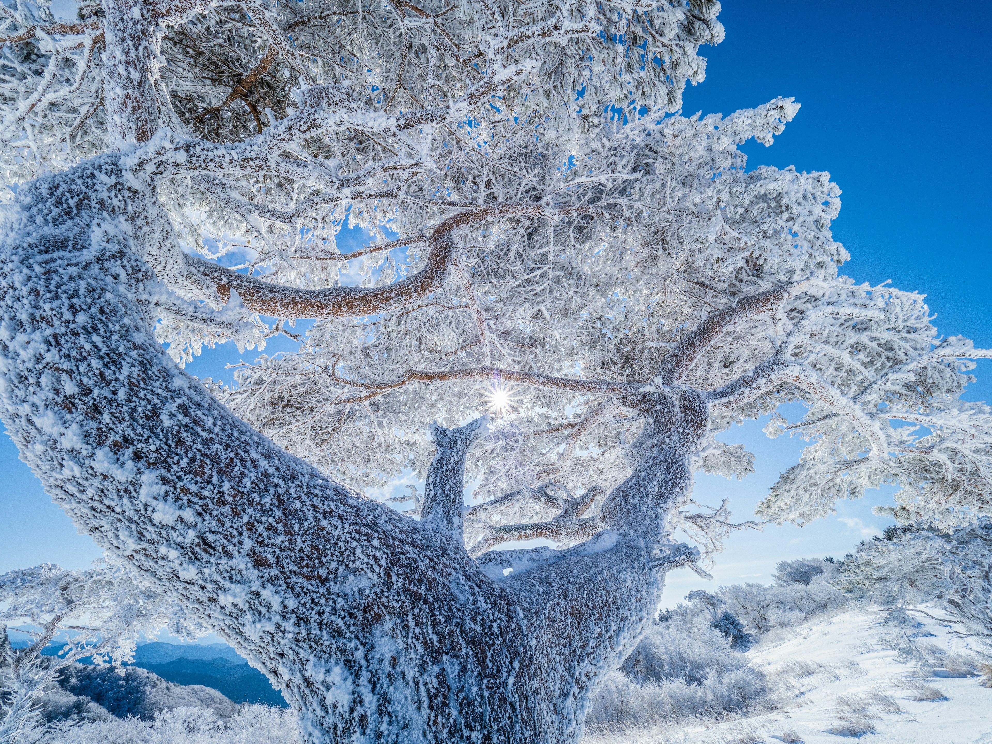 Tronco y ramas de árbol cubiertos de nieve bajo un cielo azul claro