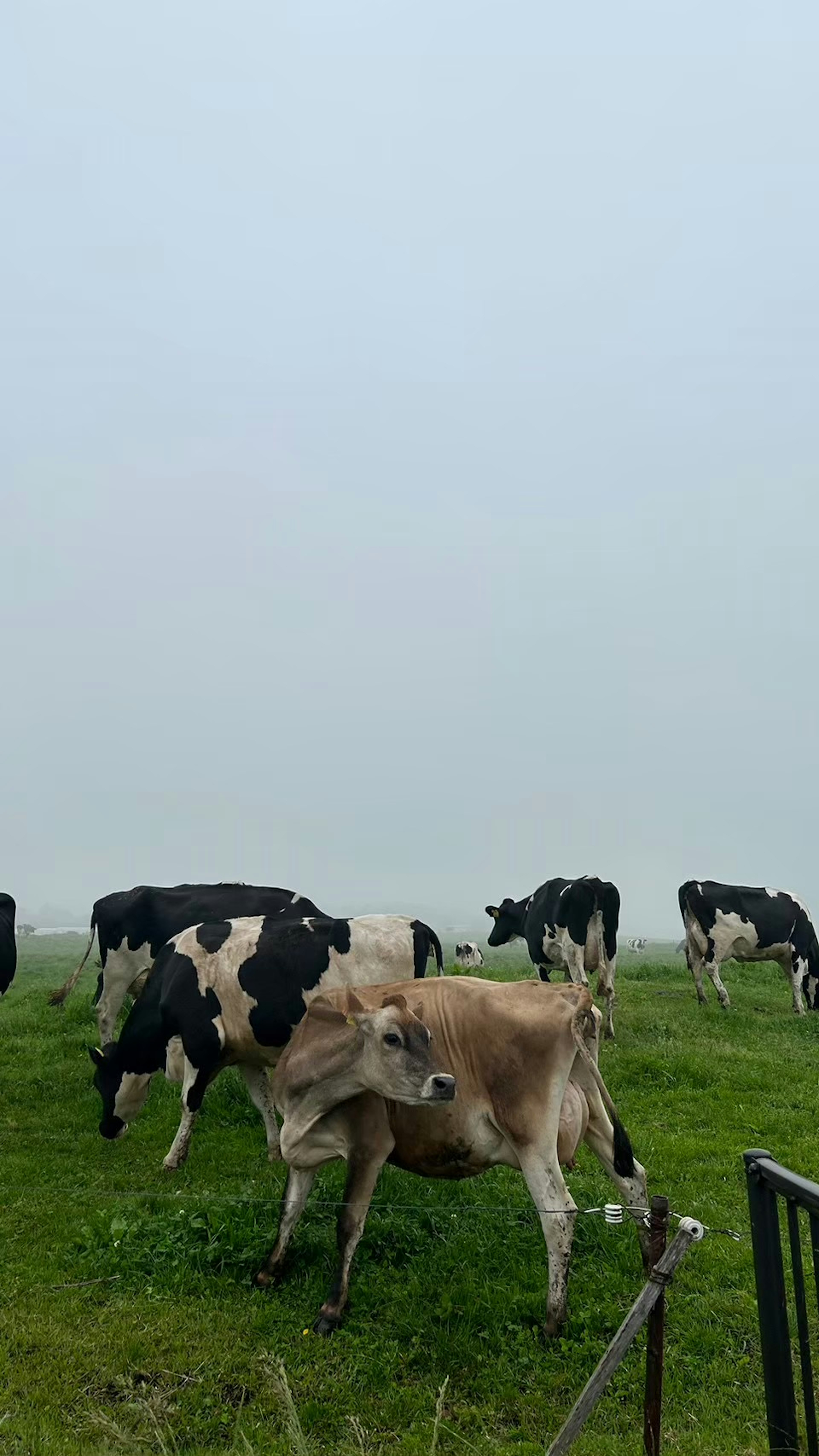 霧の中で草を食べる牛たちの群れ