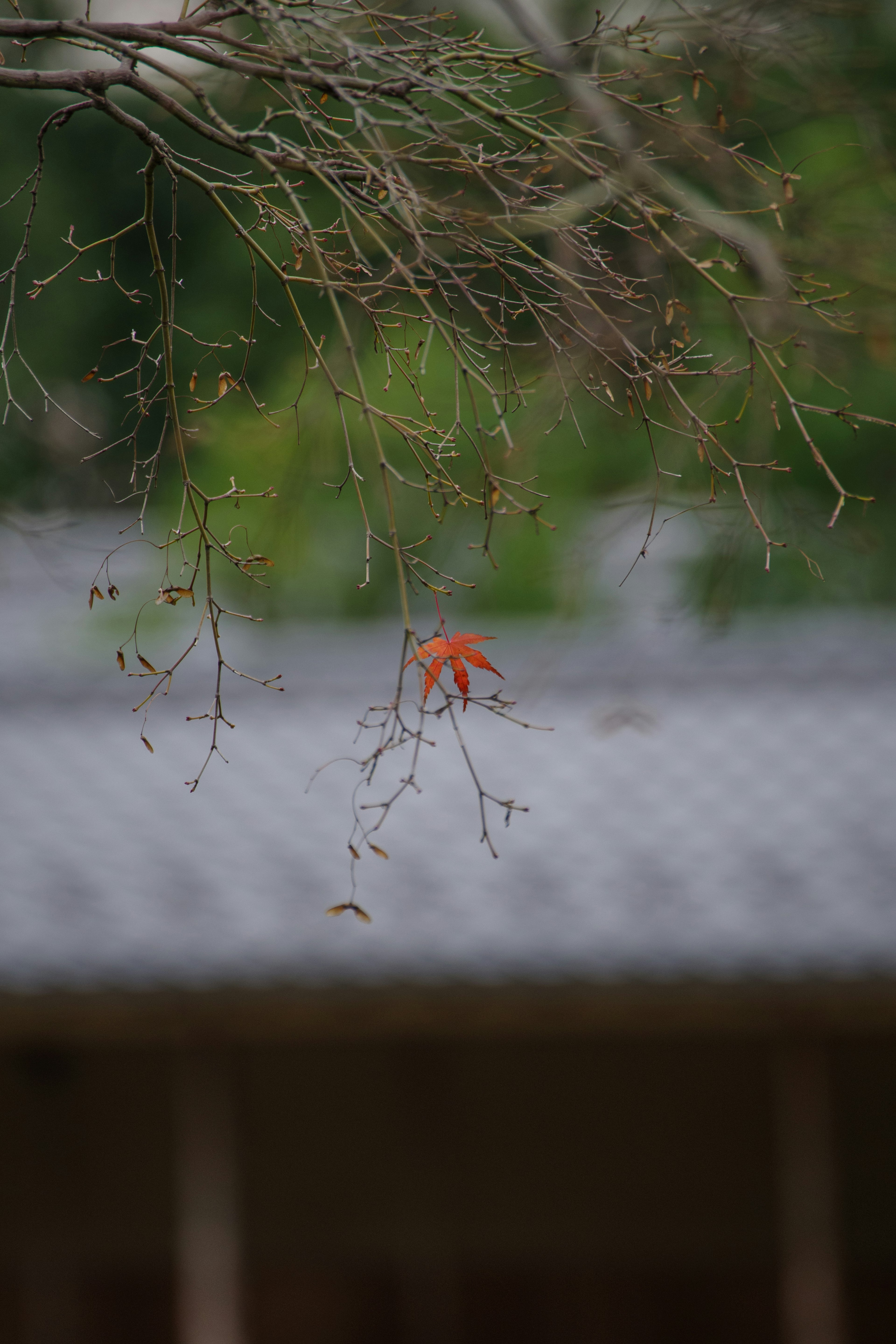 A tree branch with a red leaf and a blurred roof in the background