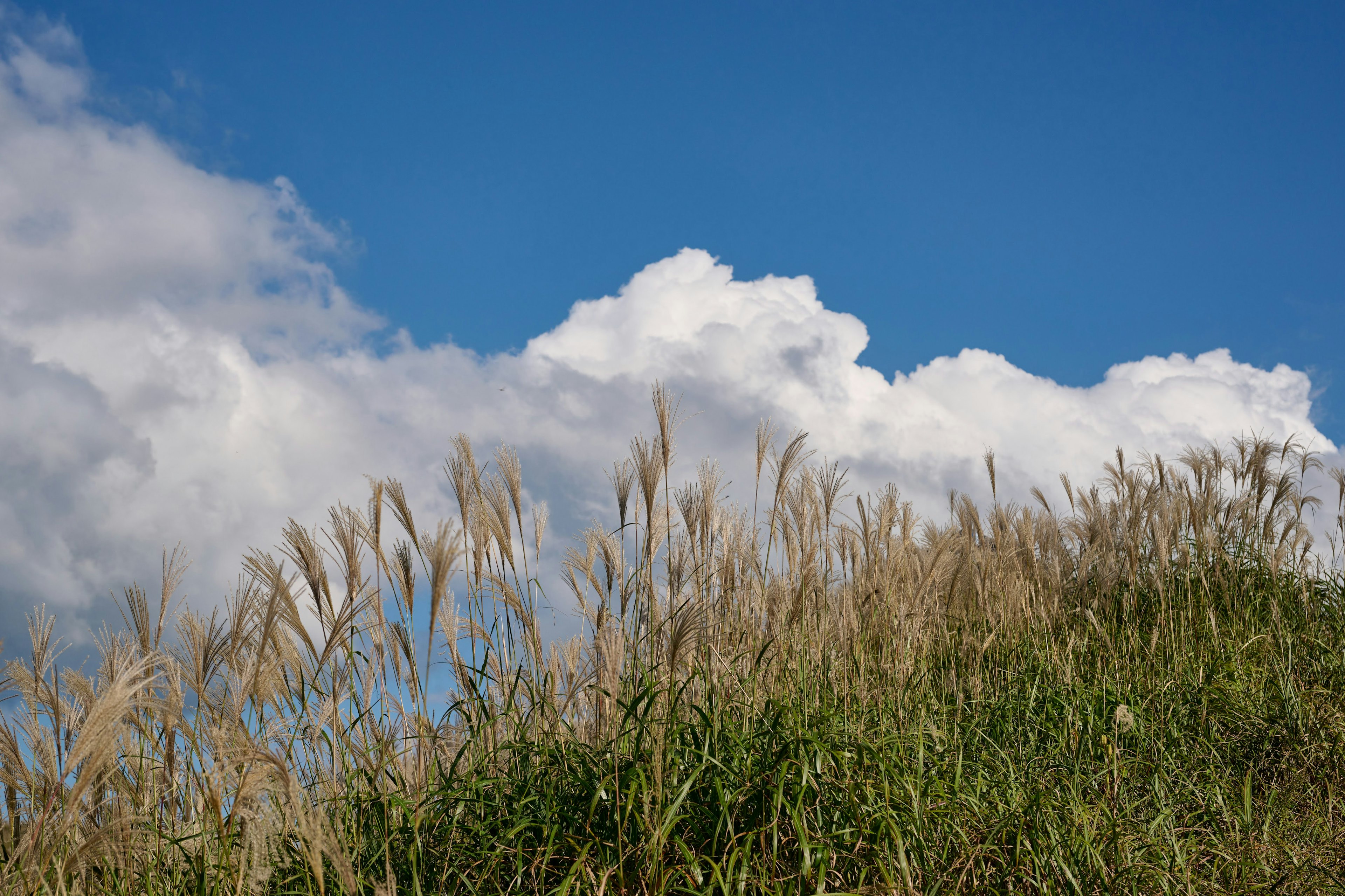 Herbe verte sous un ciel bleu avec des nuages blancs duveteux