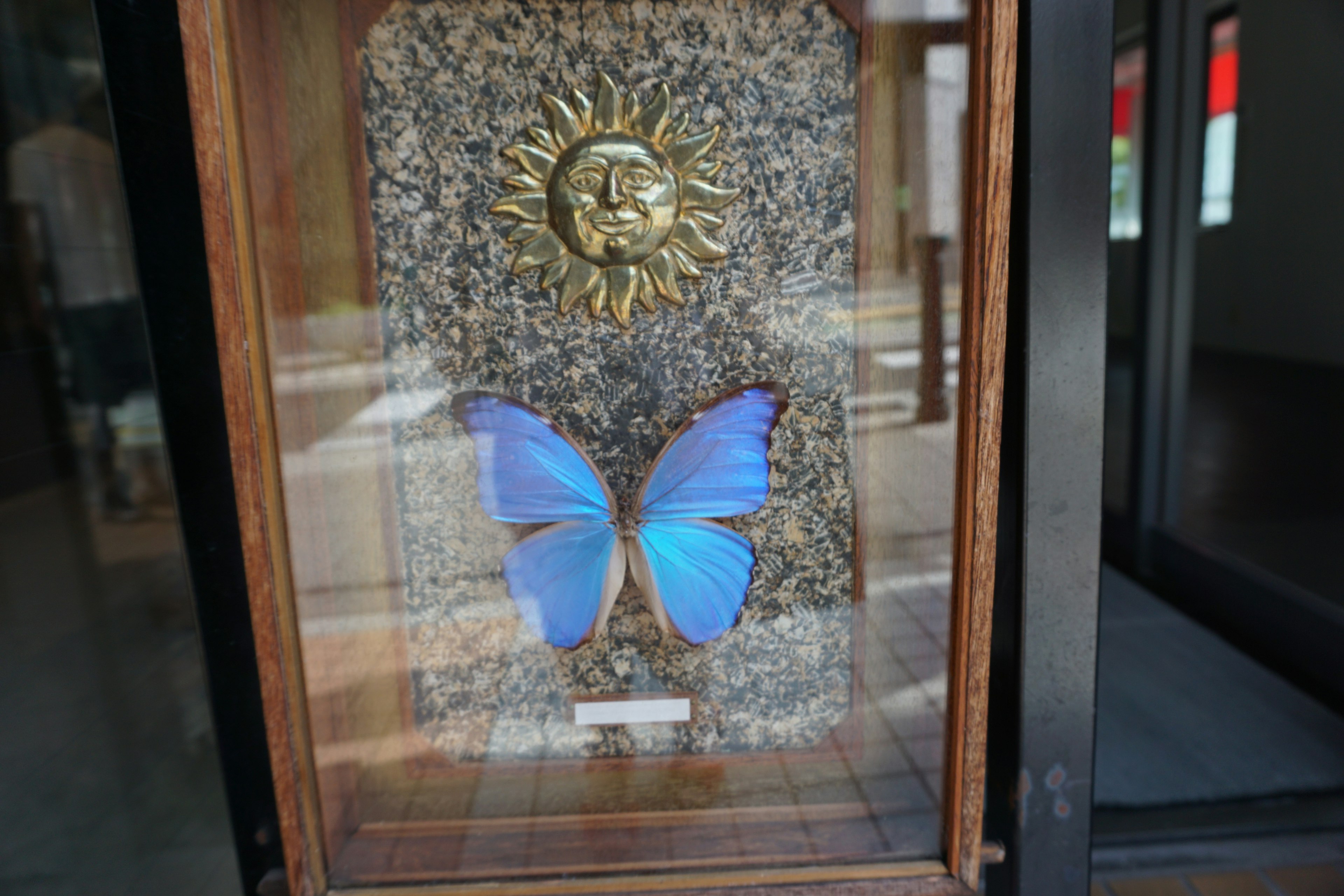 Esposizione con una farfalla blu e una decorazione solare