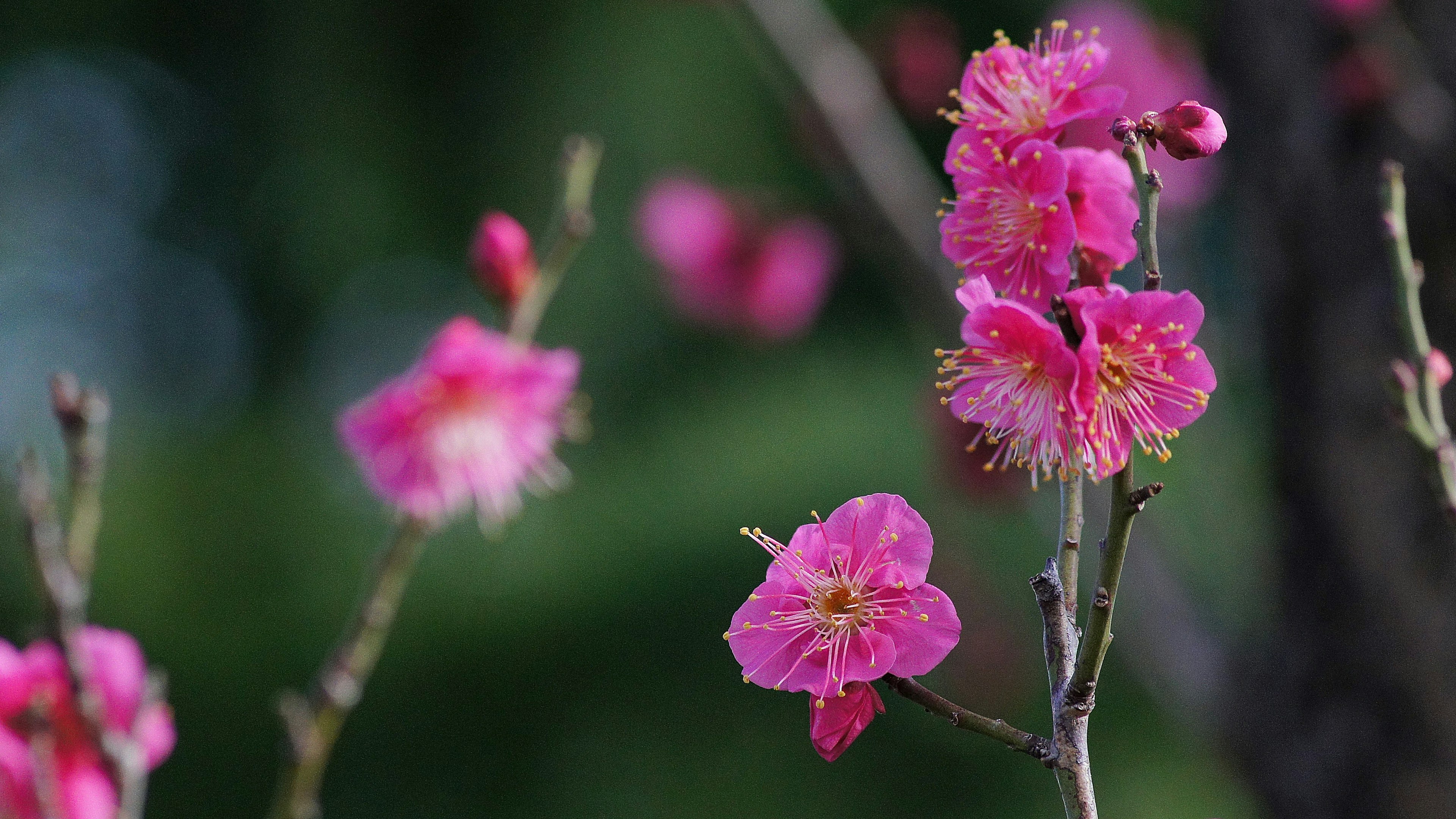 Close-up of pink flowers blooming on branches