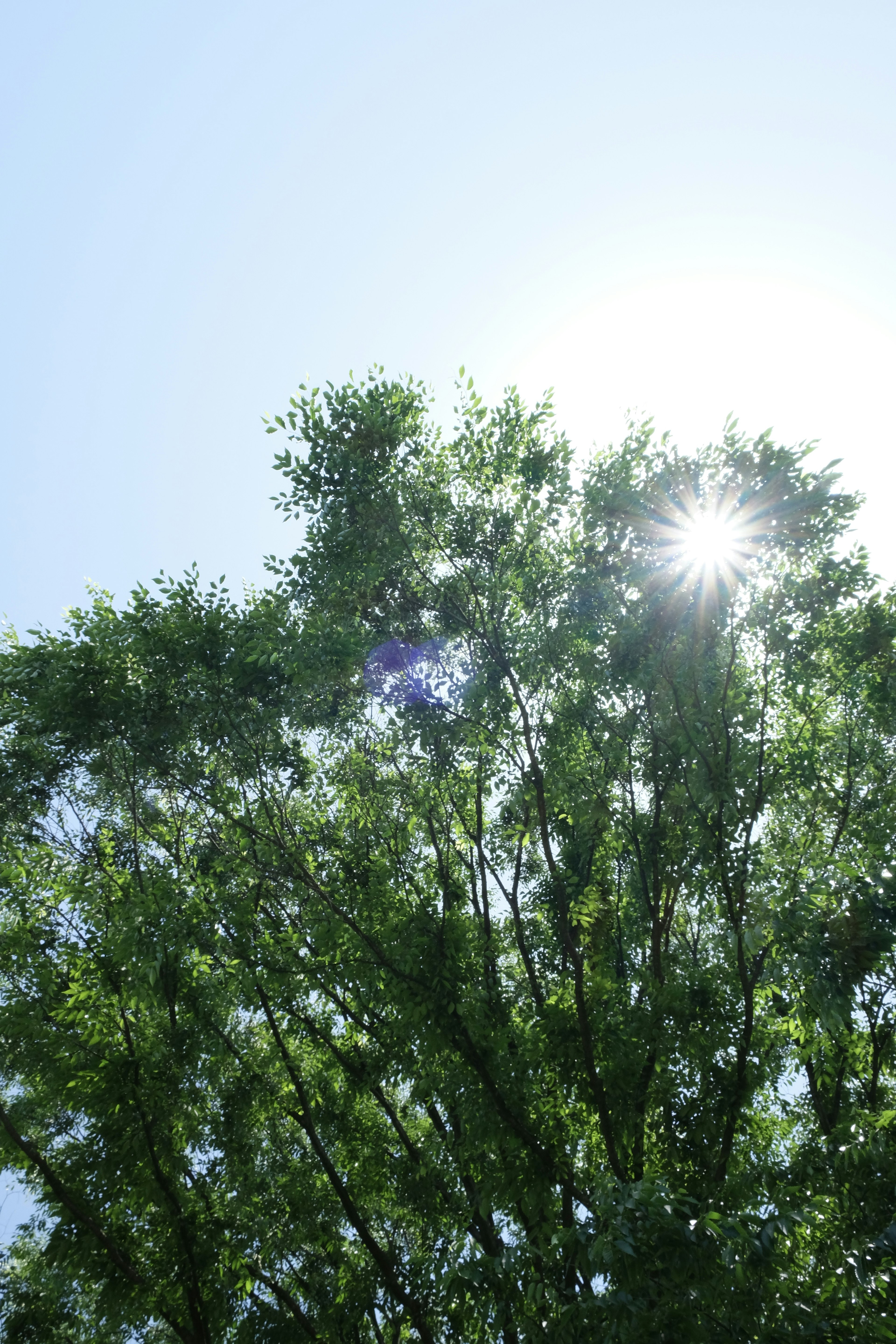 青空の下に広がる緑豊かな木々と太陽の光