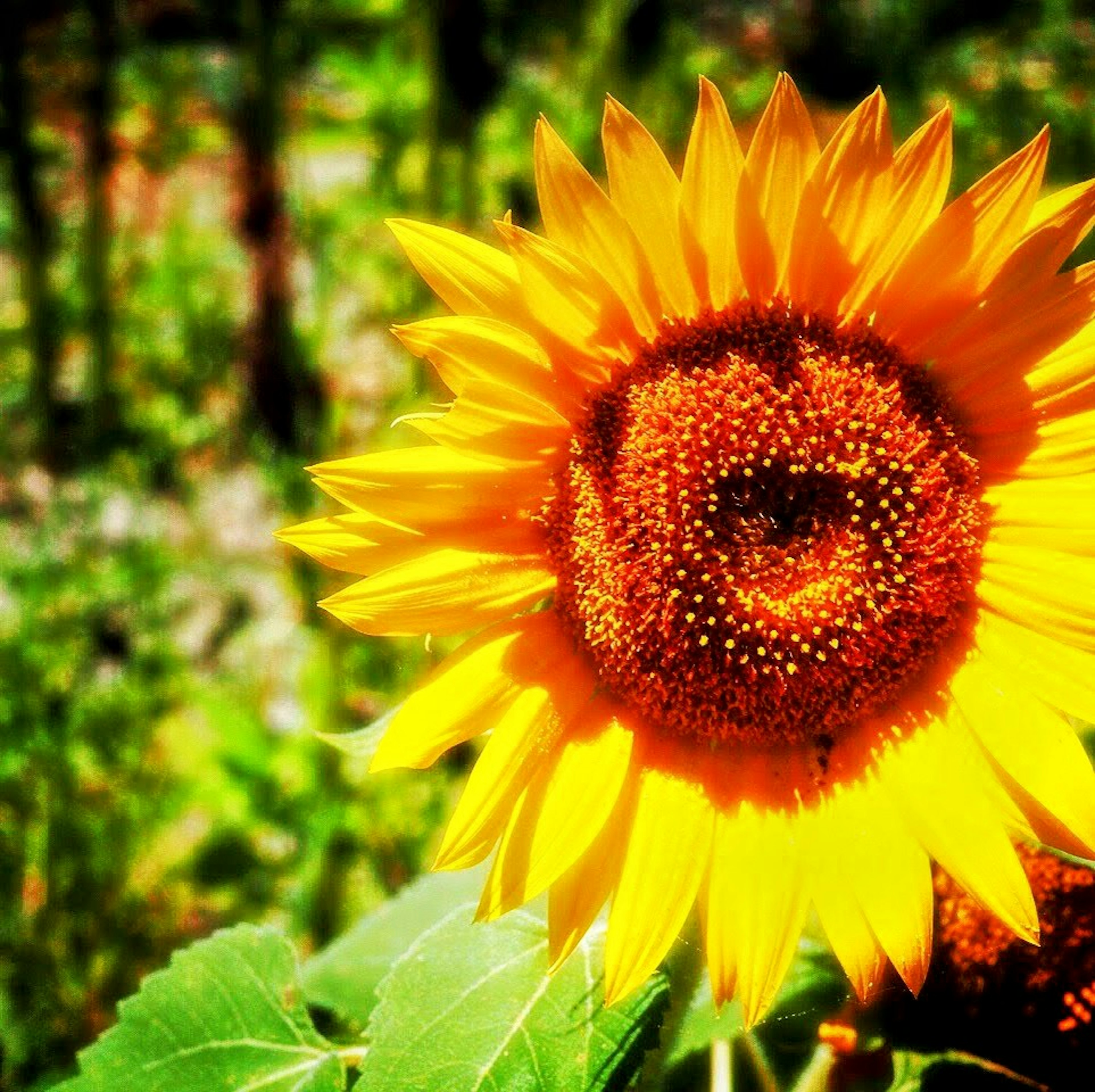 Vibrant sunflower against a green background