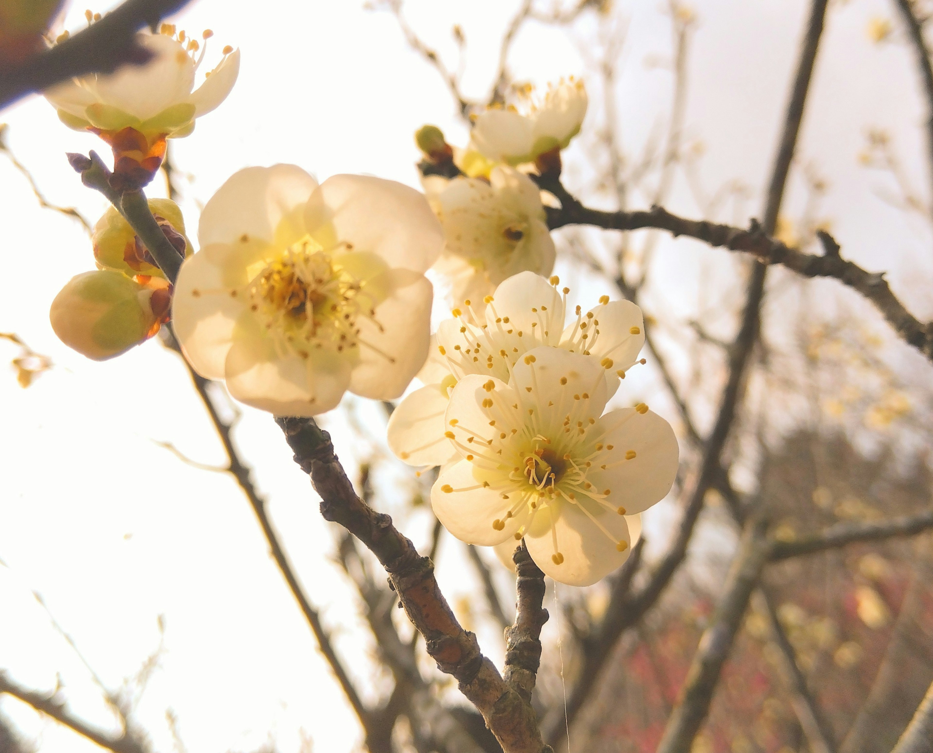 Kedekatan bunga plum putih yang mekar di cabang