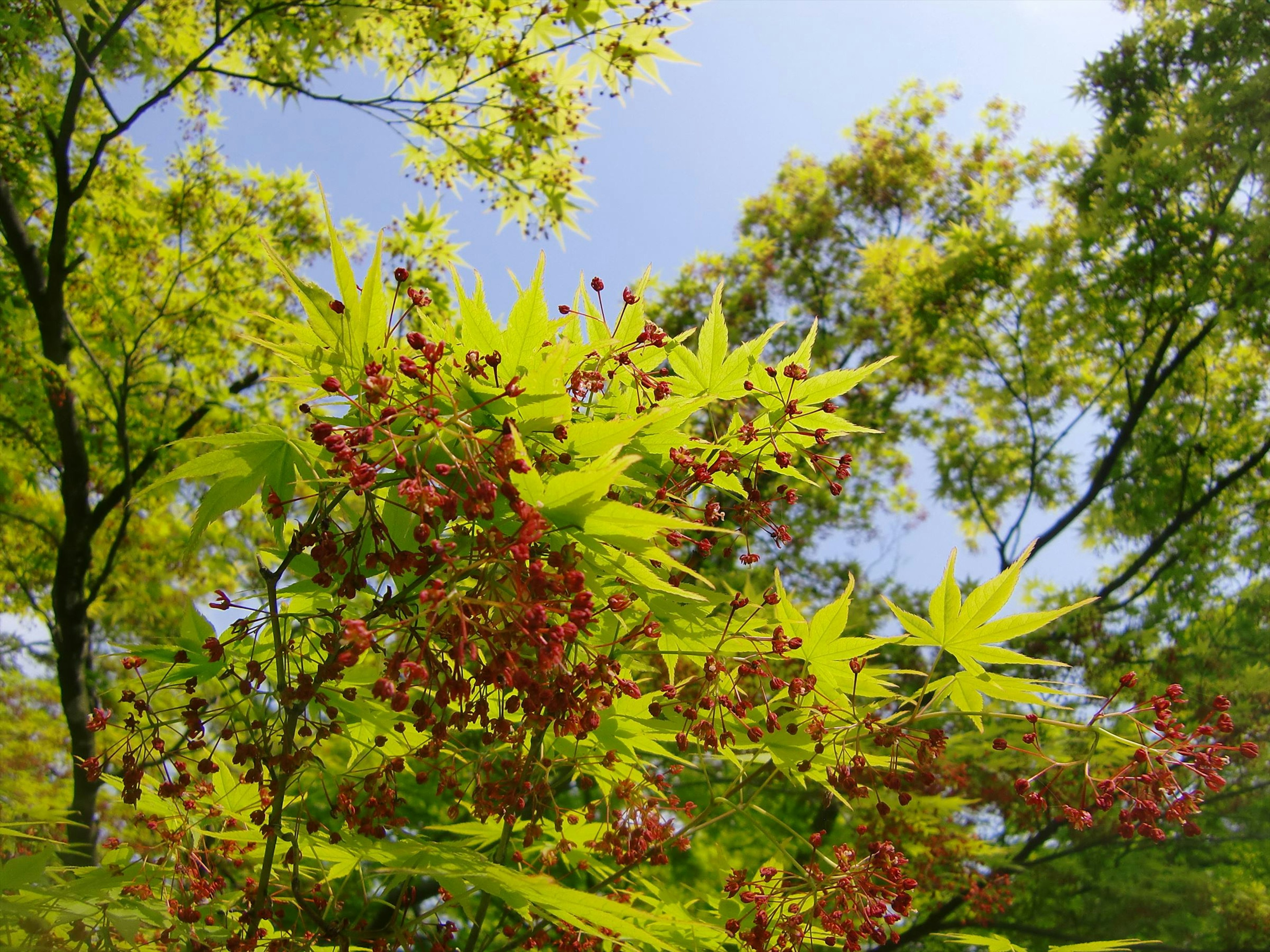 Maple branches with green leaves and red seeds under a blue sky