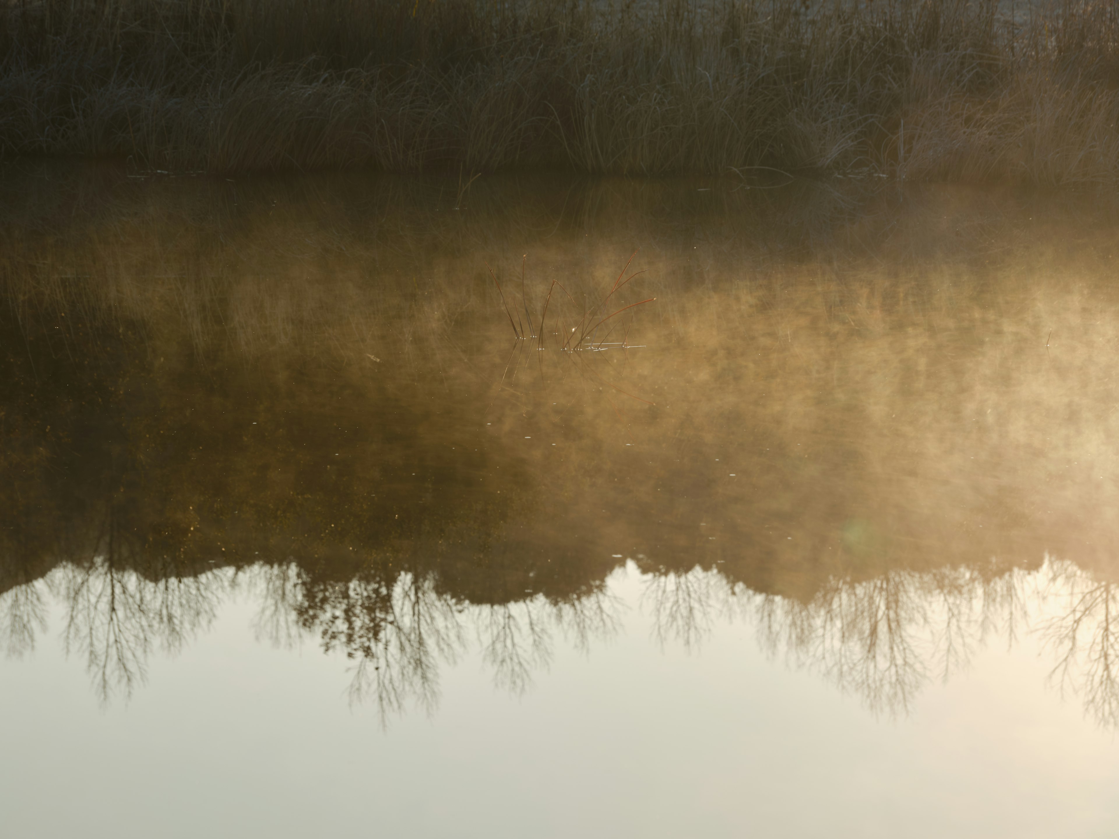 Riflessione tranquilla della foresta sulla superficie dell'acqua con luce soffusa