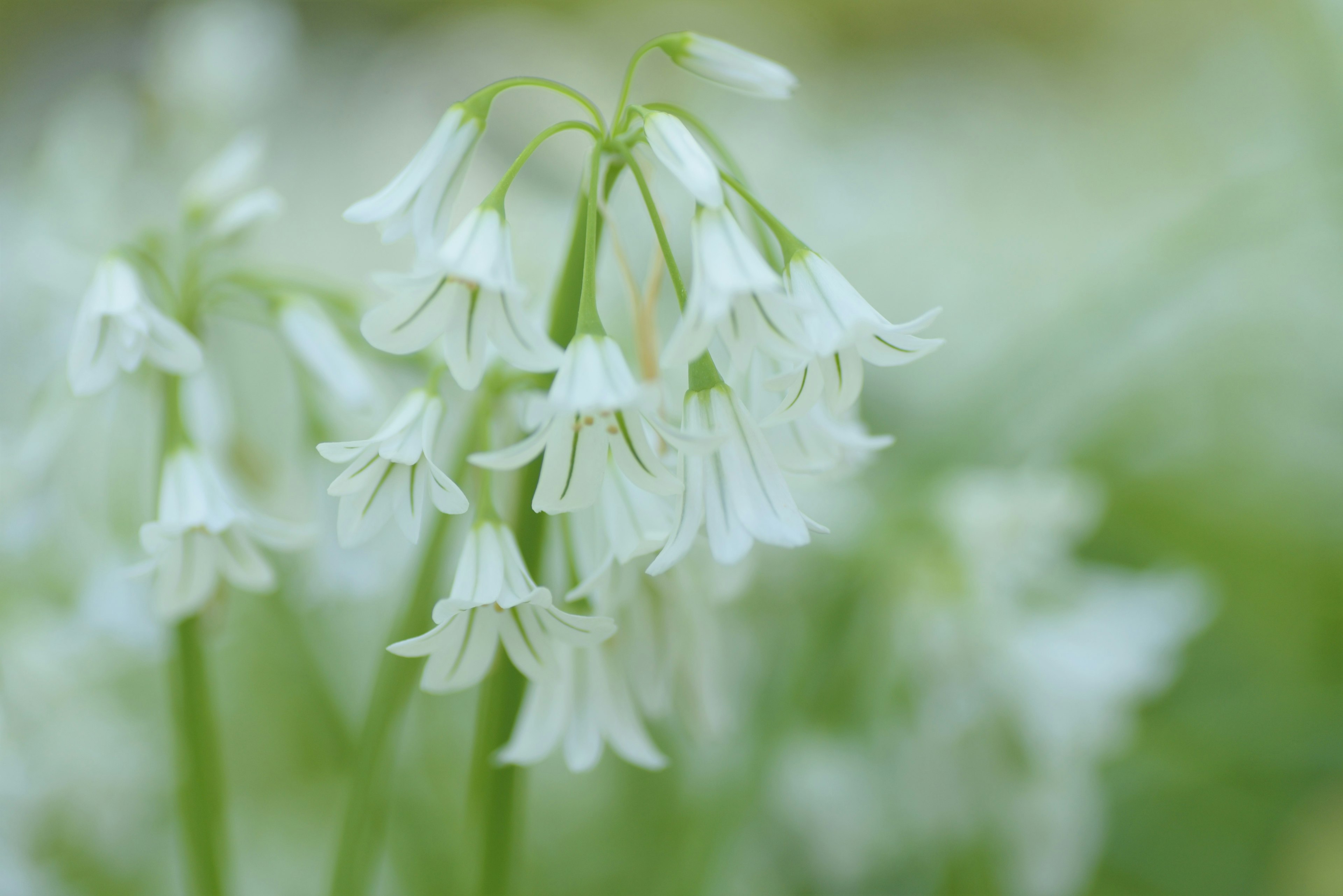 Racimo de flores blancas delicadas contra un suave fondo verde