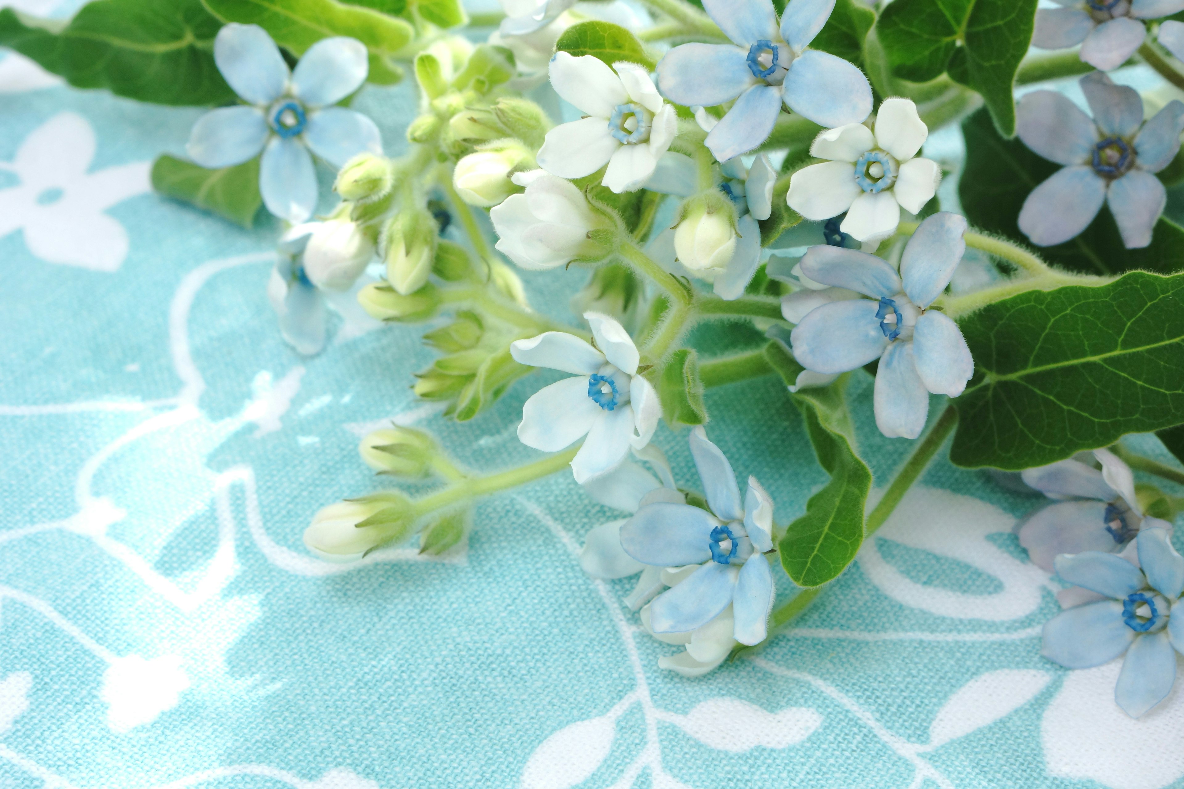 Delicate blue flowers with green leaves on a patterned fabric