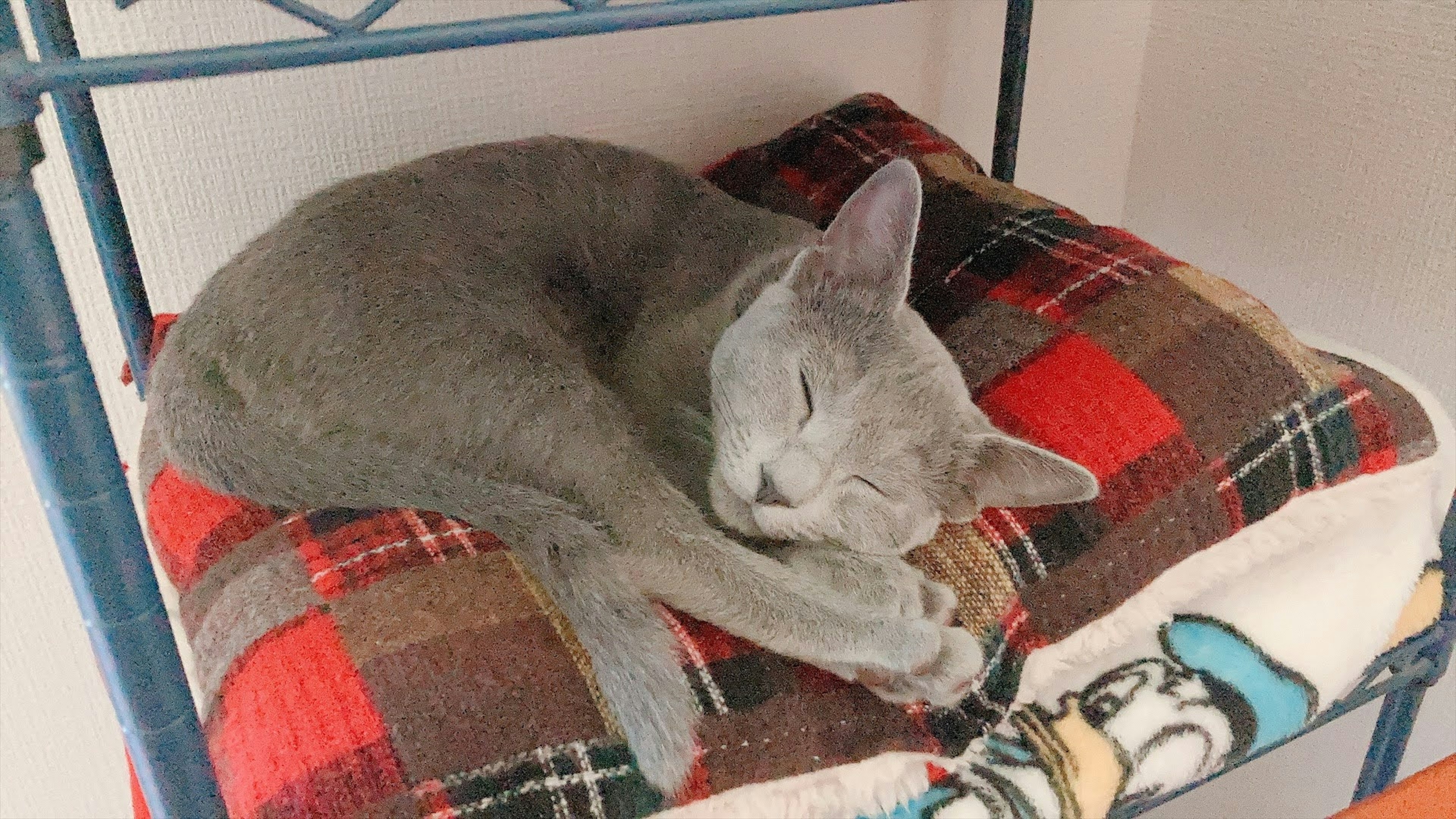 Gray cat sleeping on a red and black checkered cushion