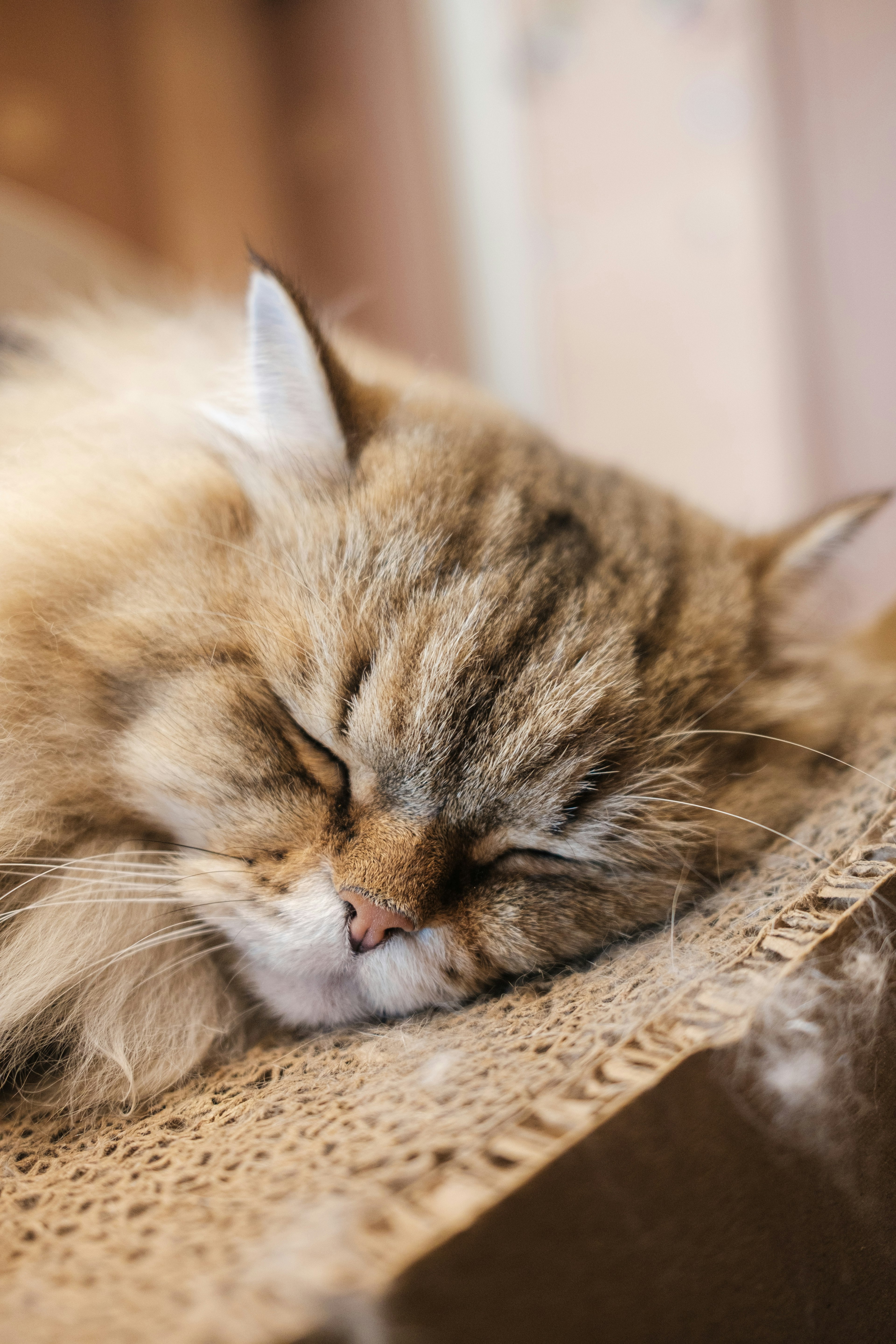 Close-up kucing tidur dengan bulu berbulu dan telinga besar