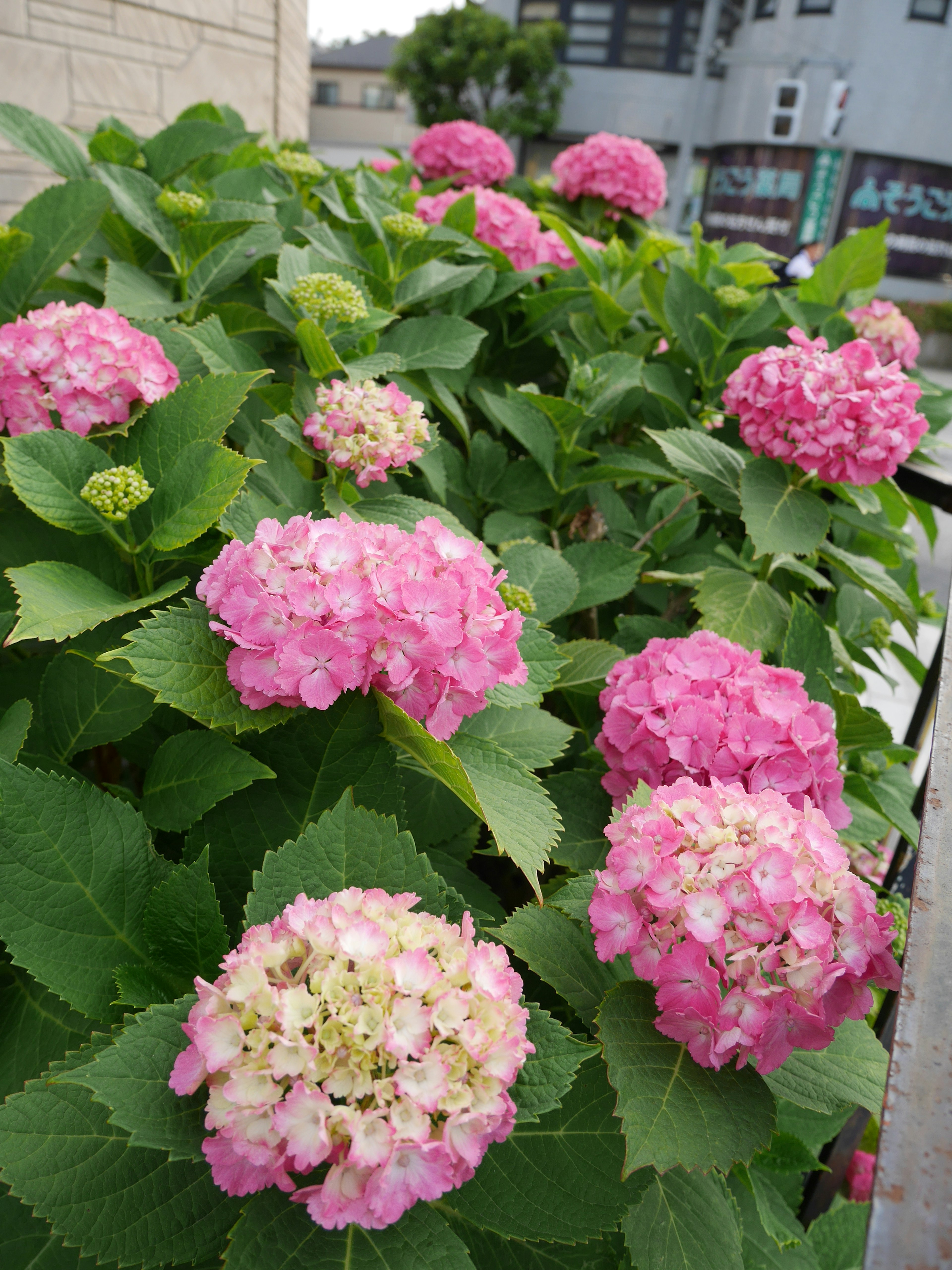 Lebendige rosa Hortensienblüten blühen in einem Garten