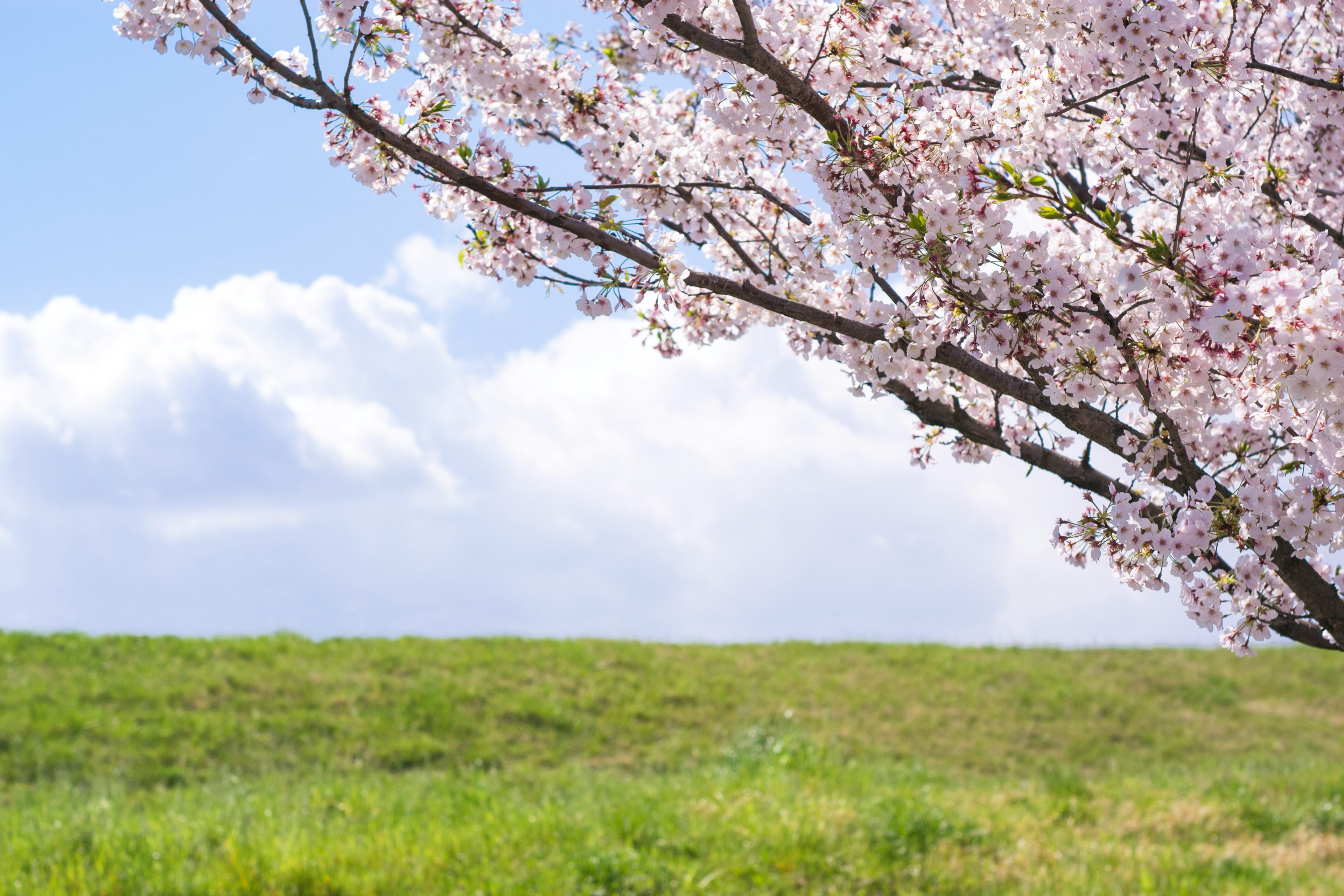 Pohon sakura yang mekar dengan padang hijau dan langit biru