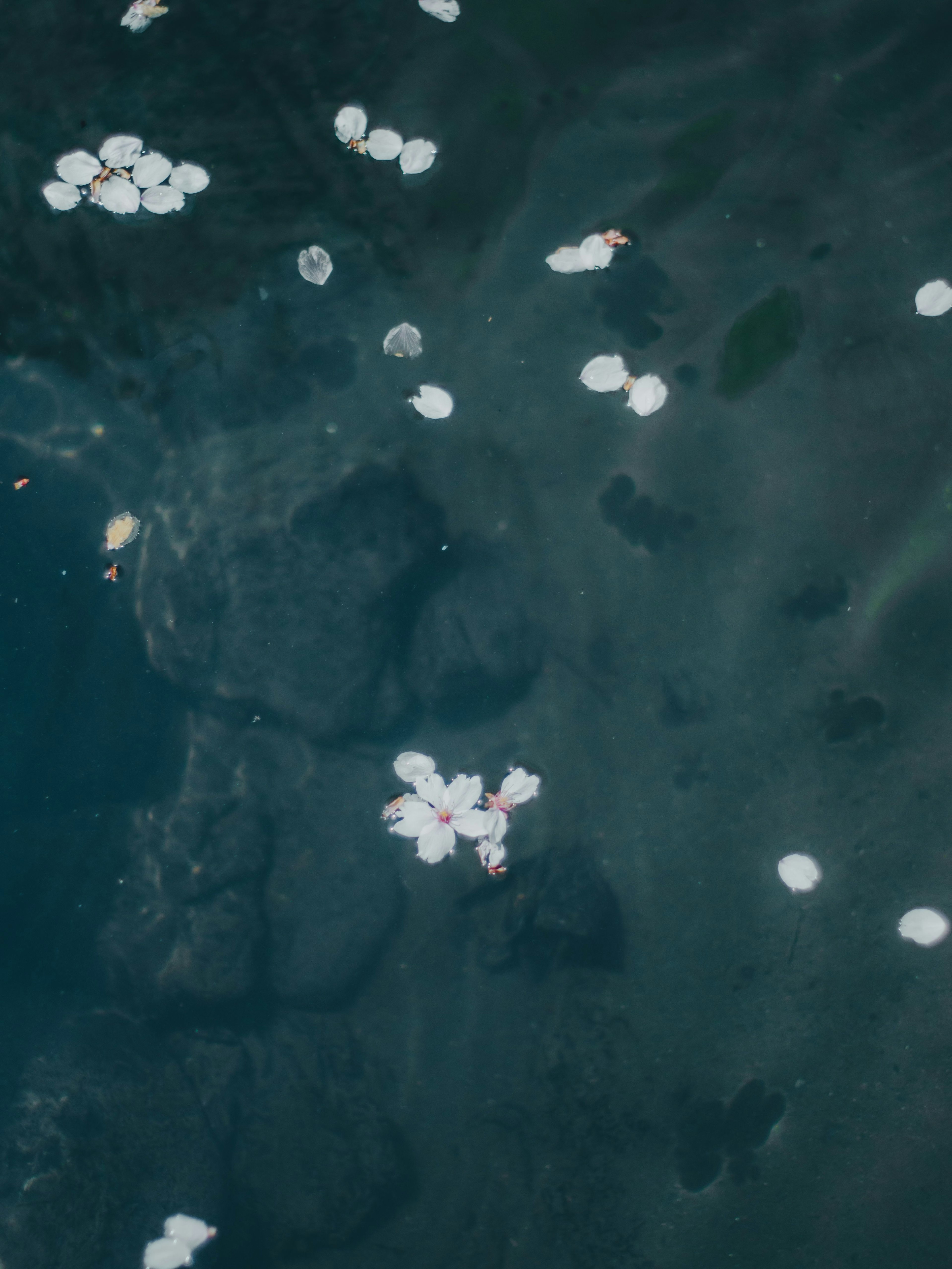 樱花花瓣漂浮在水面上，下面有石头