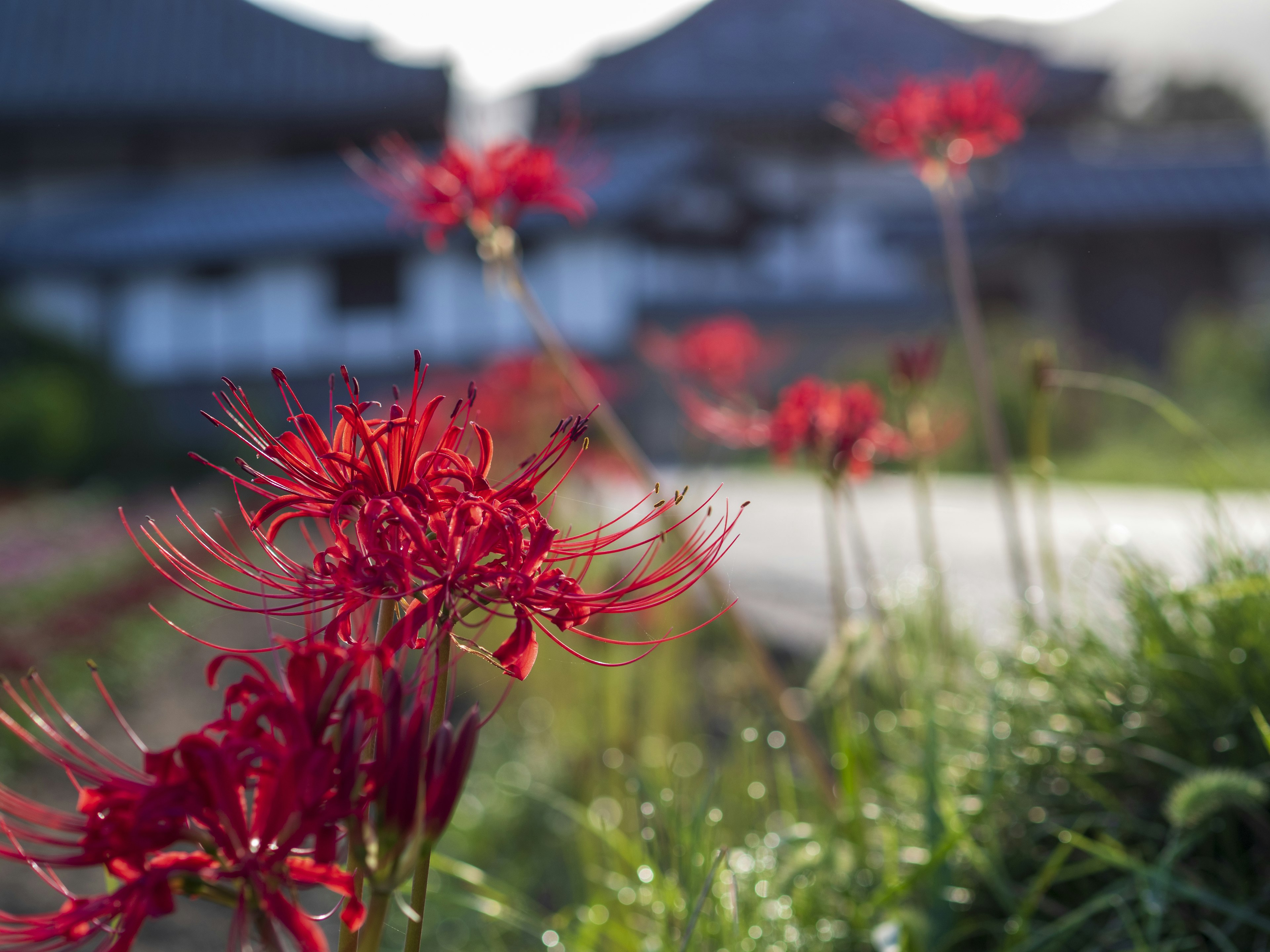 Szene mit blühenden roten Spinnenlilien und unscharfen Häusern im Hintergrund