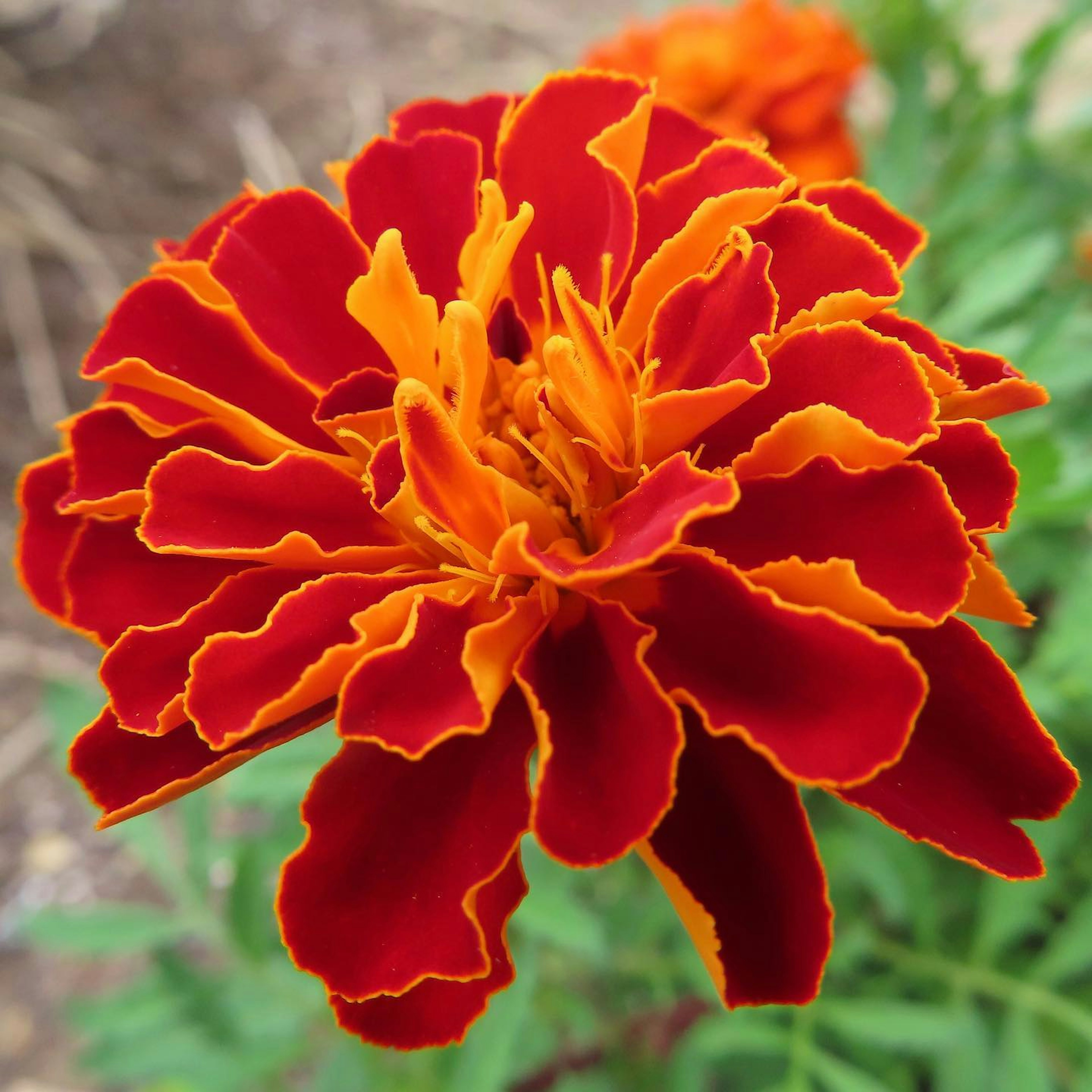 Vibrant red and orange marigold flower in full bloom