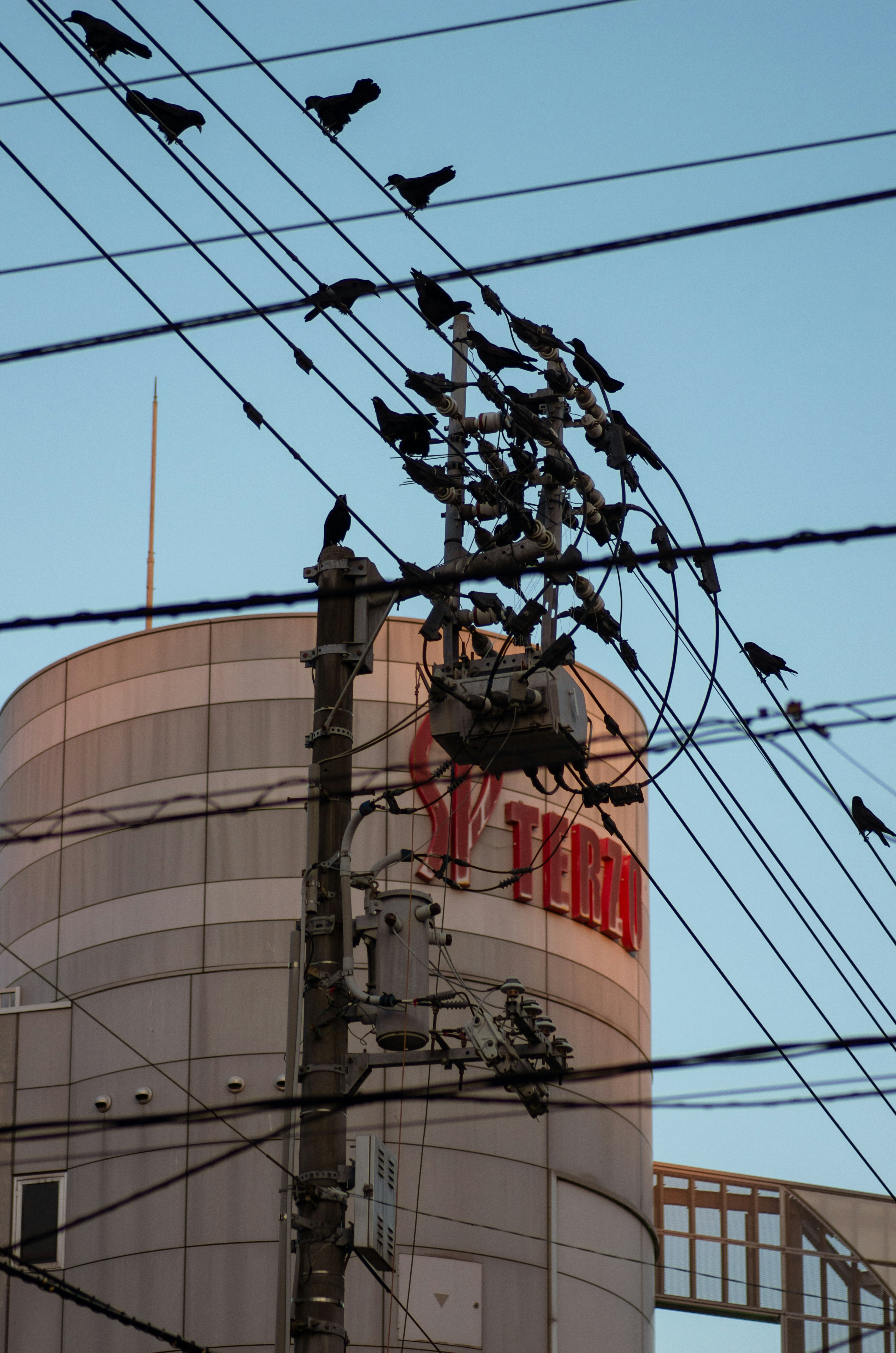 Many birds perched on power lines with a building in the background