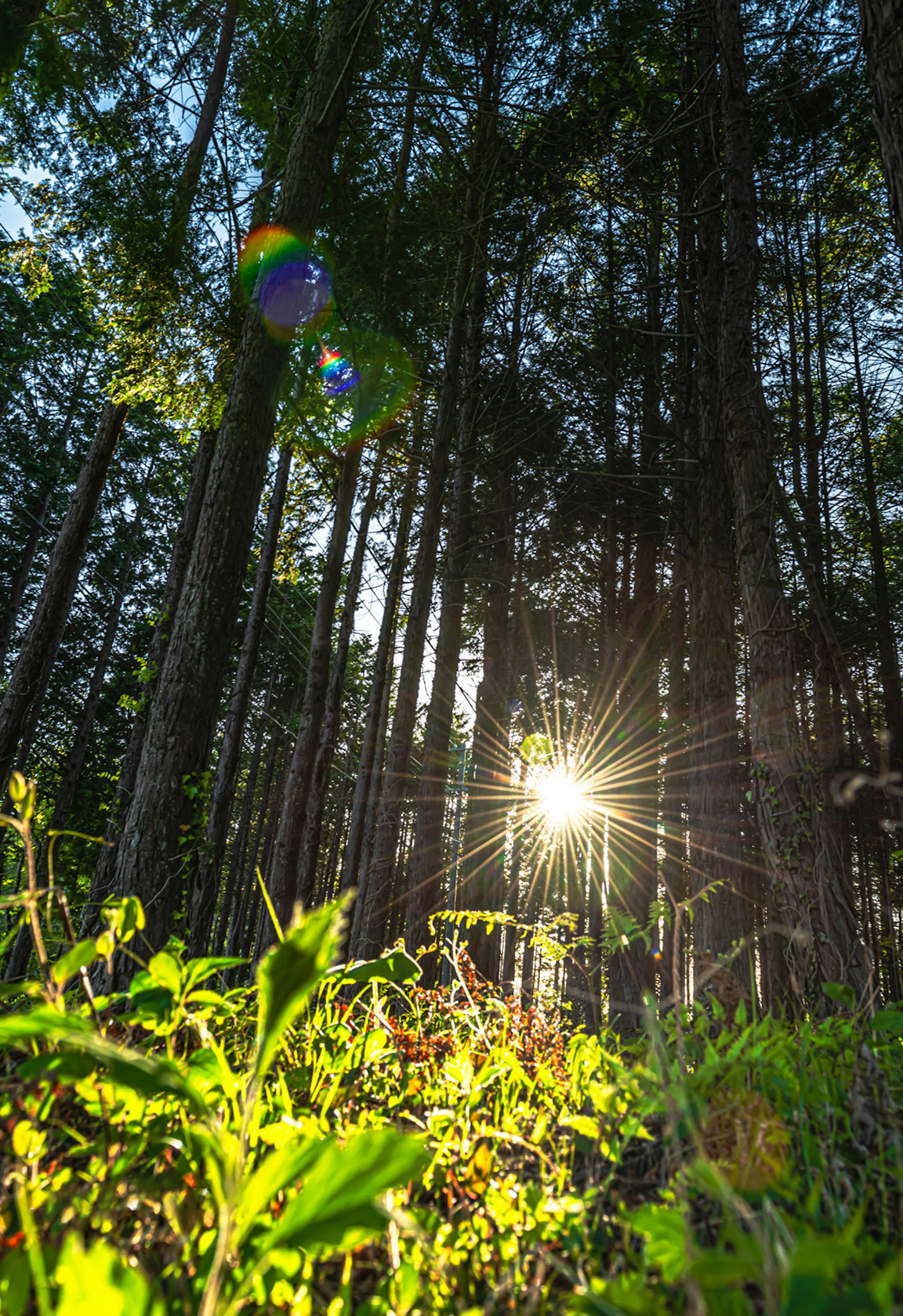 Blick auf Sonnenlicht, das durch hohe Bäume in einem Wald filtert