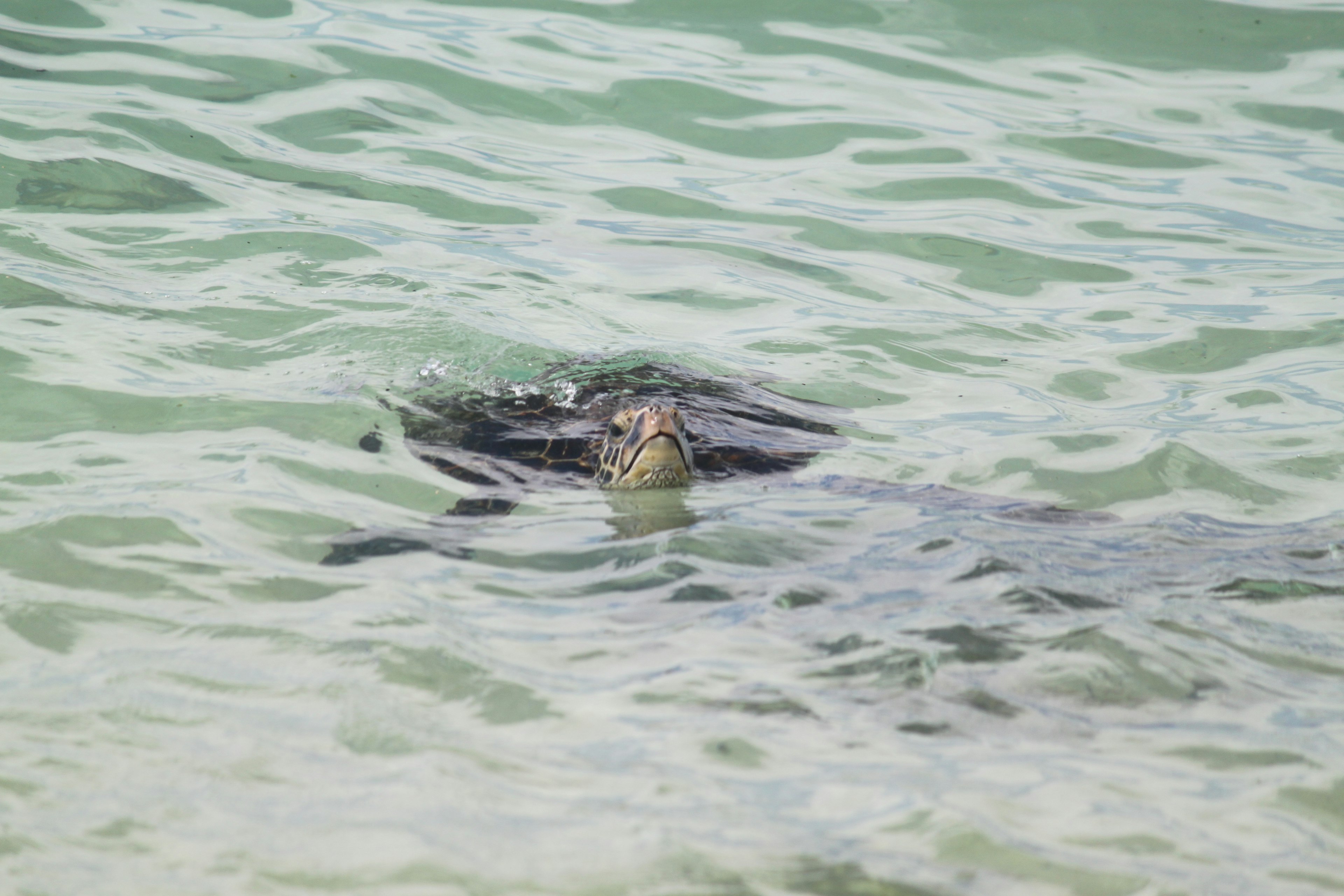 Une tortue nageant dans une eau claire avec des vagues douces