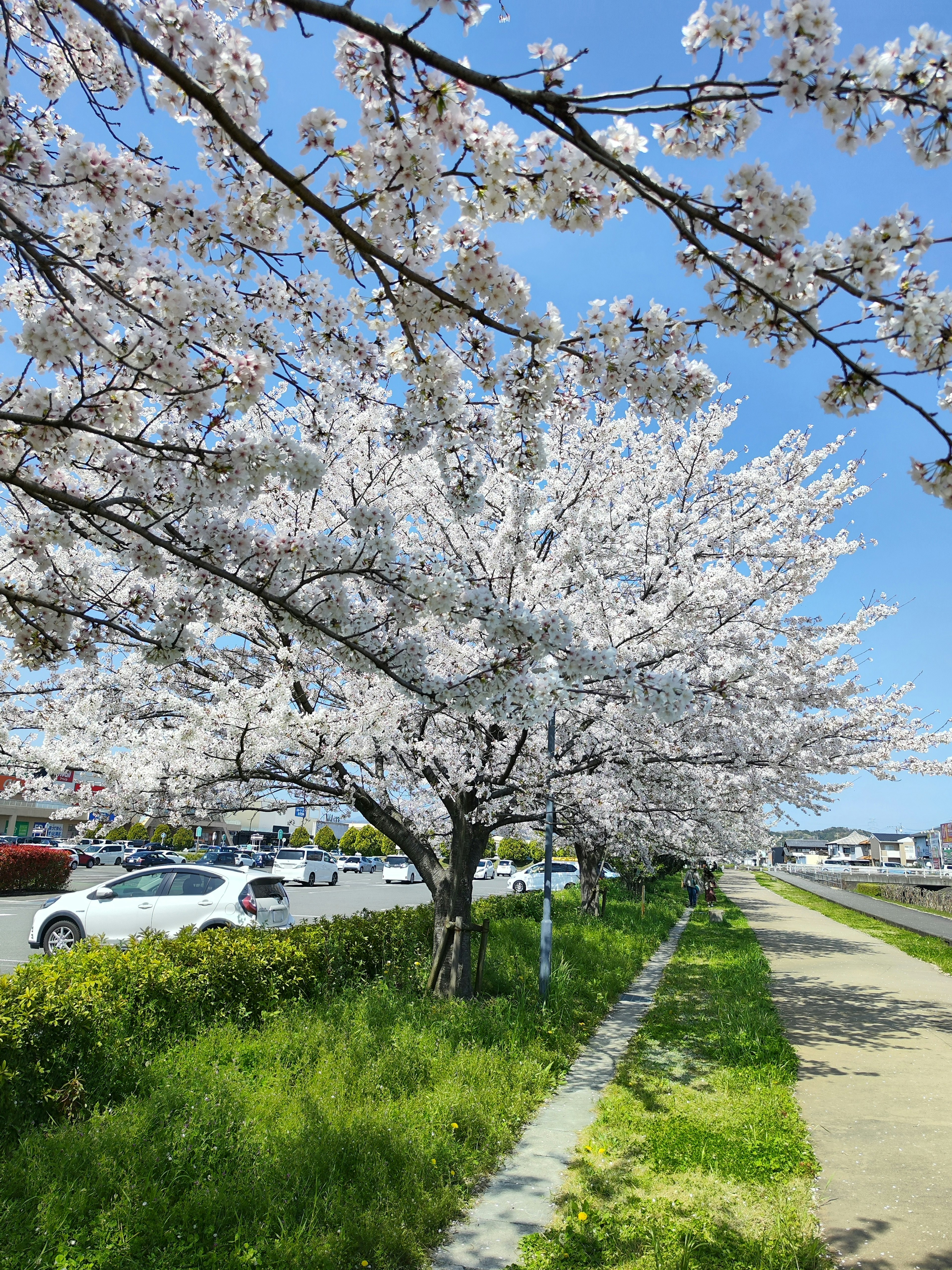 Kirschbaum in voller Blüte unter einem klaren blauen Himmel