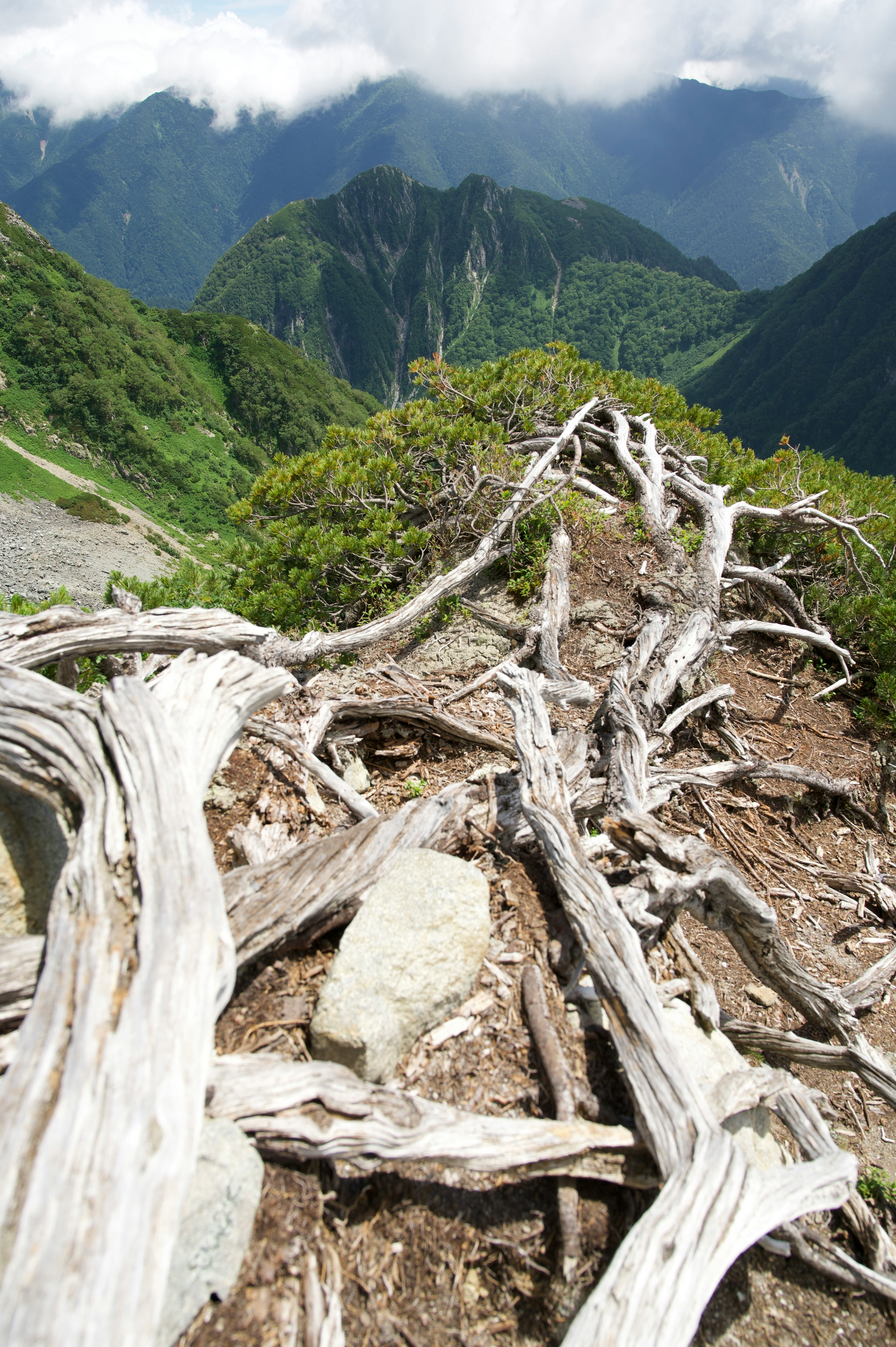 Scenic mountain view with weathered wooden logs