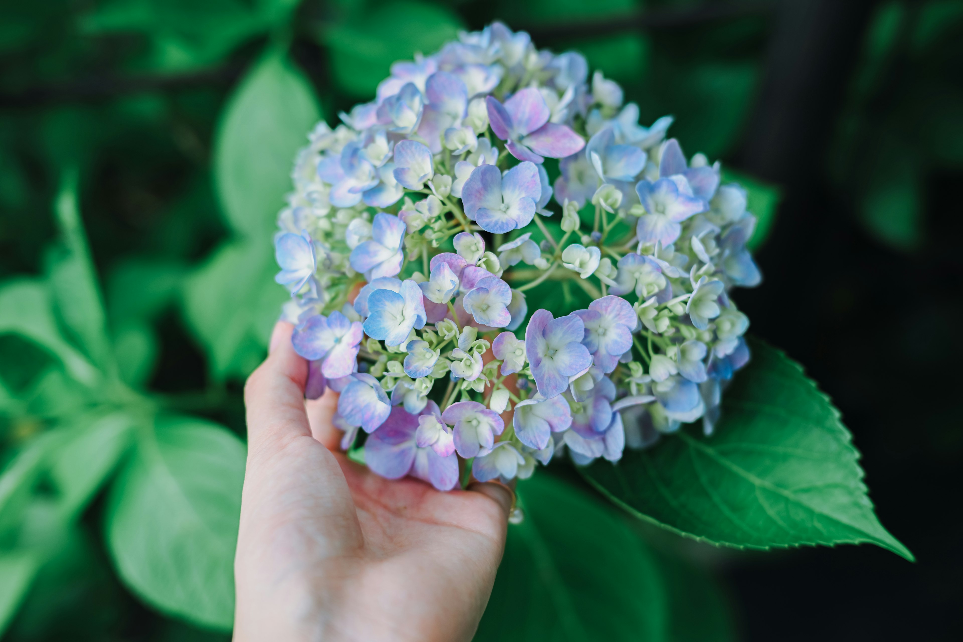 Una mano che tiene un bouquet di ortensie viola con foglie verdi