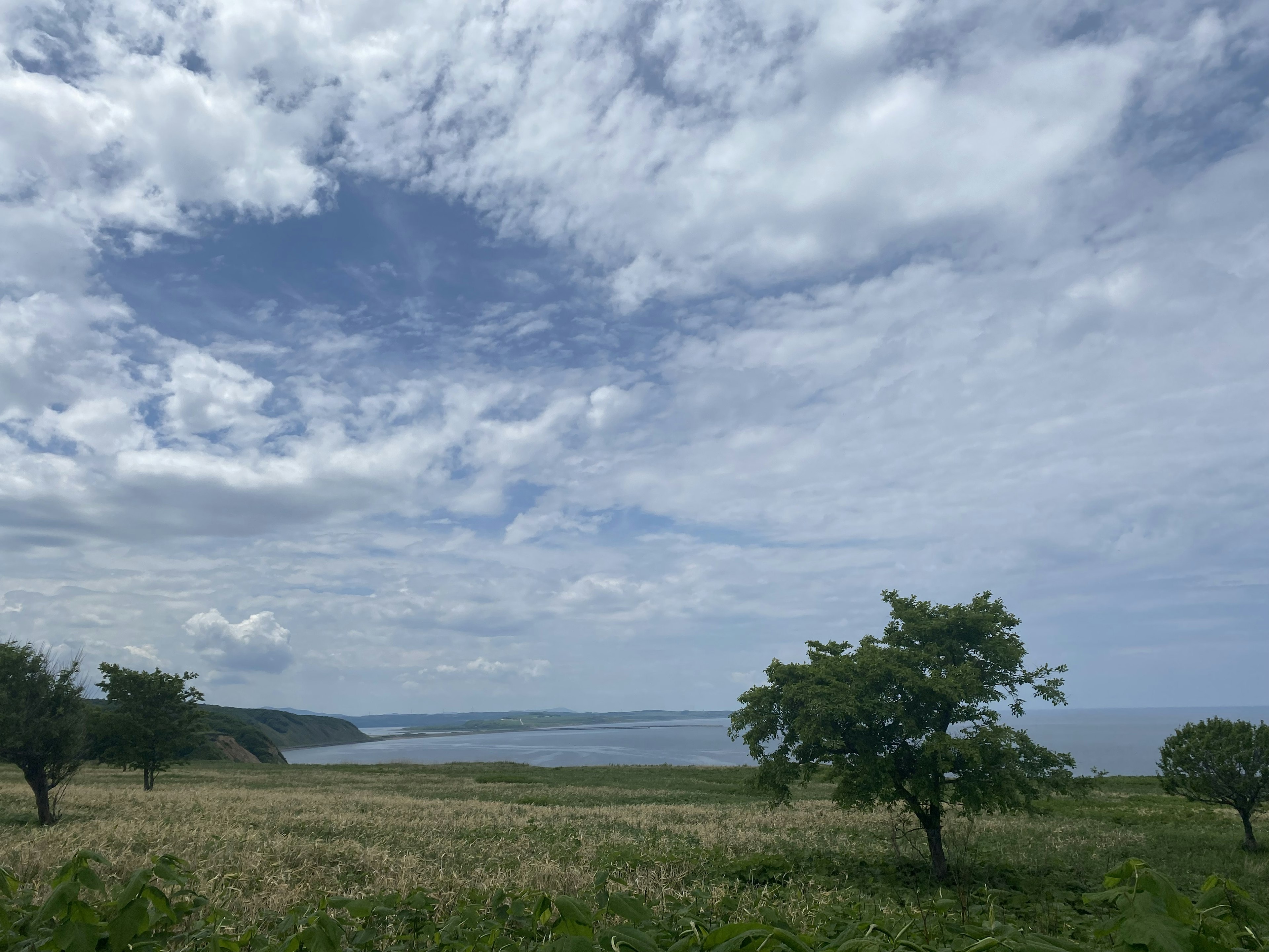 Campos verdes exuberantes con árboles bajo un cielo azul y nubes que miran al océano