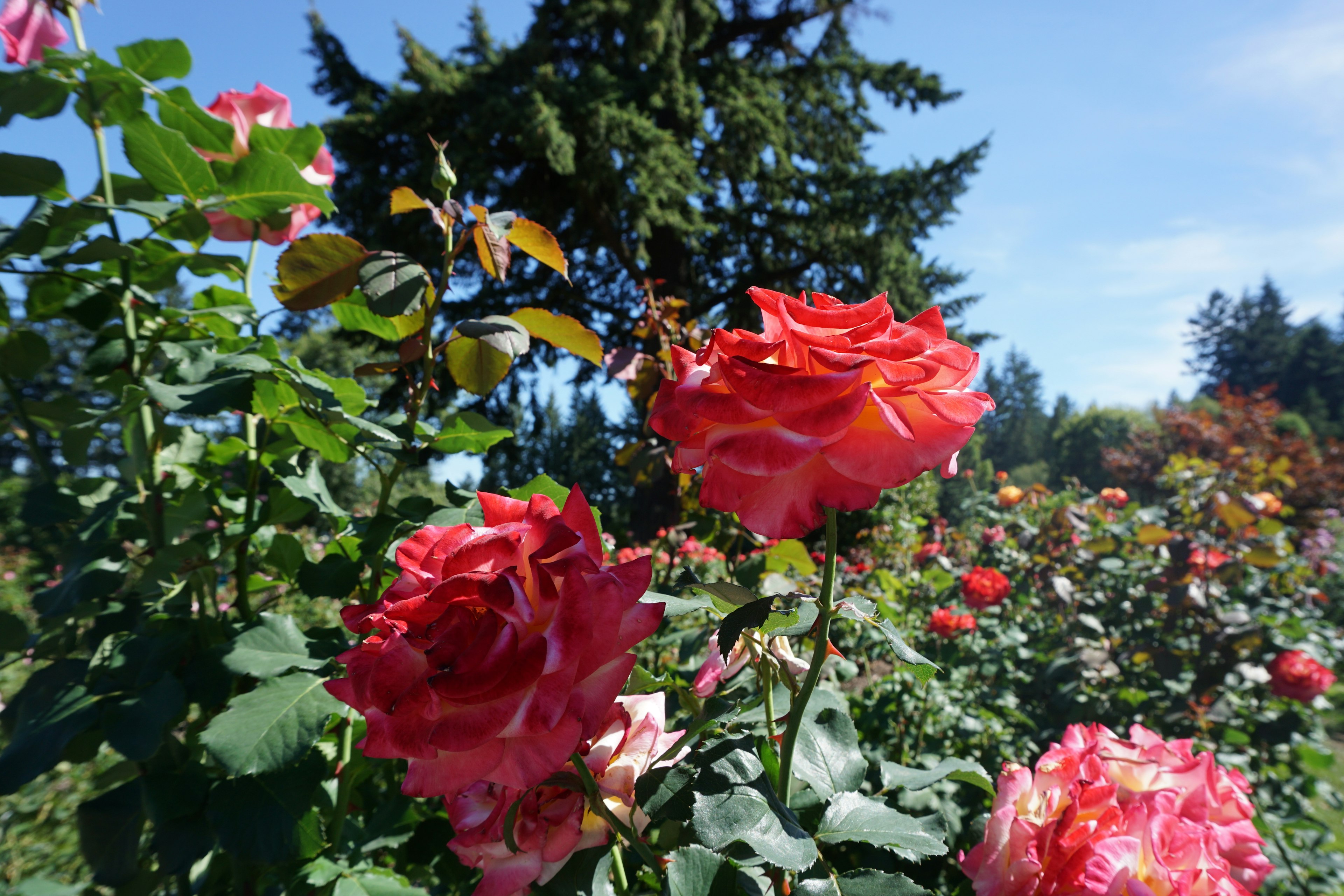 Lebendige rote Rosen blühen in einer Gartenlandschaft