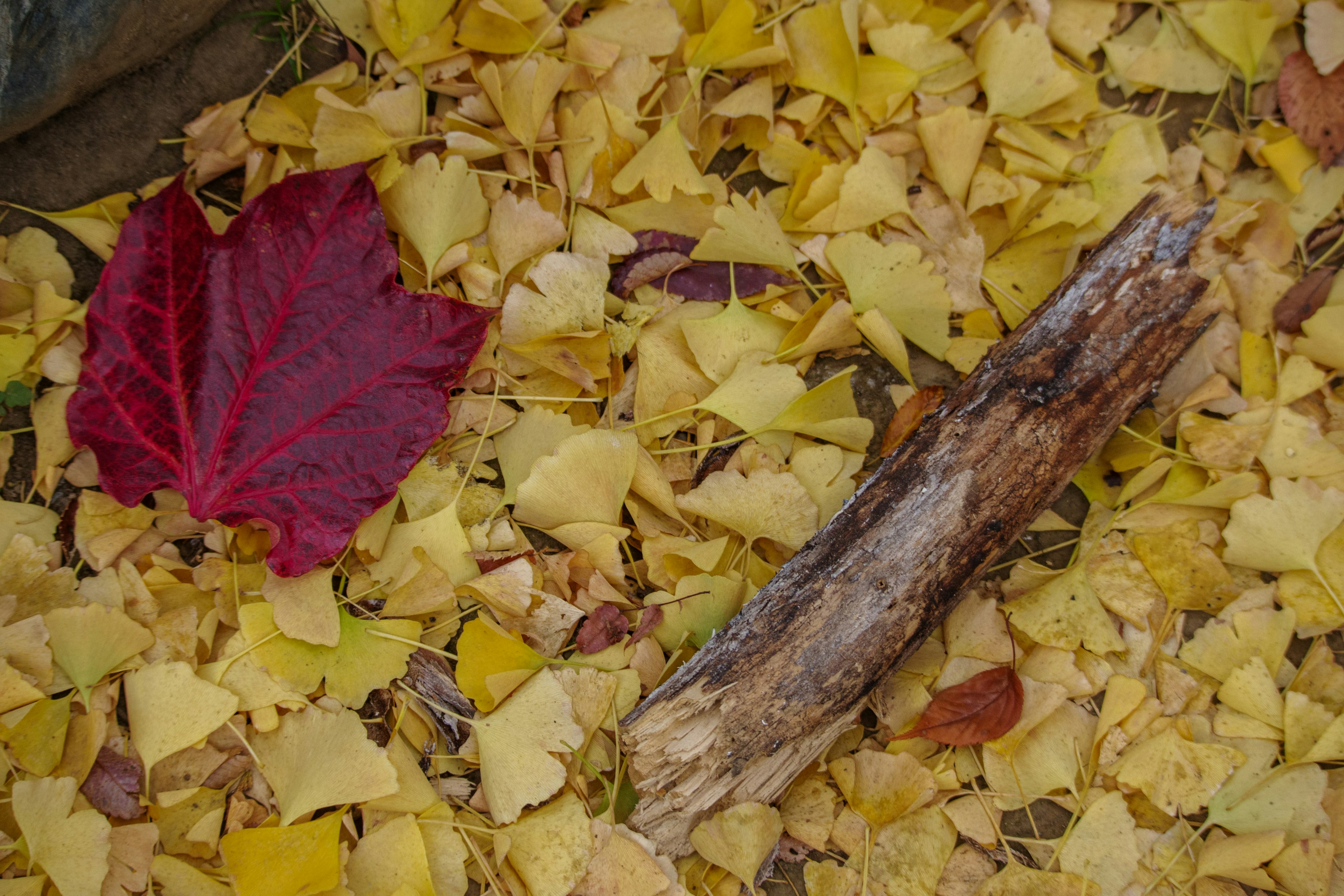 A red leaf among yellow leaves with a wooden stick on the ground