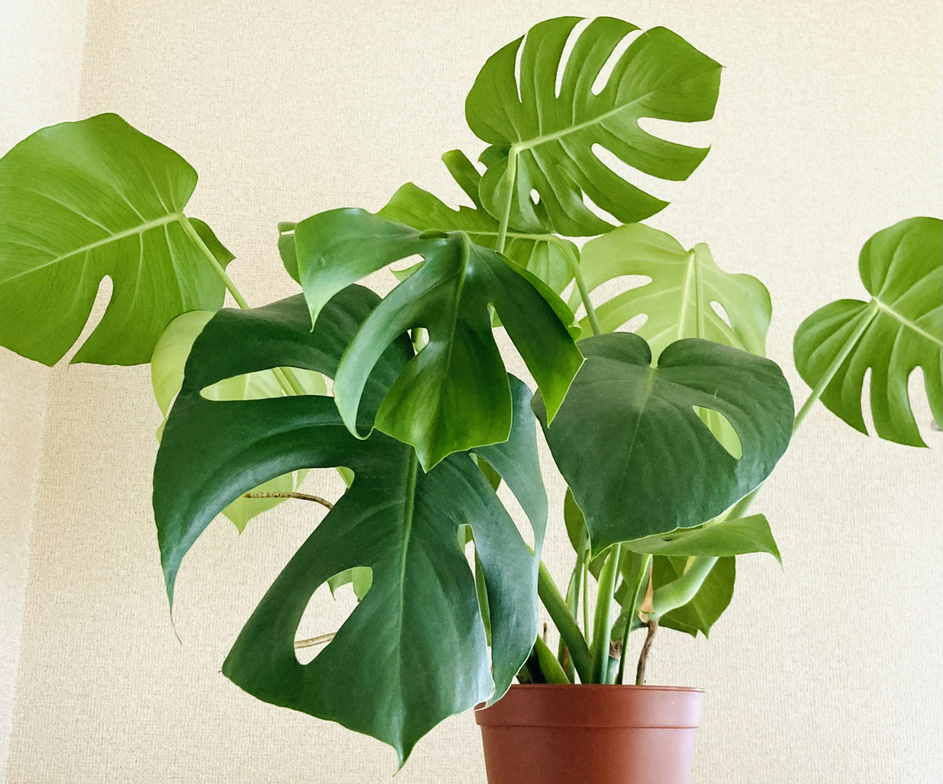 Imagen interior de una planta Monstera con hojas verdes exuberantes