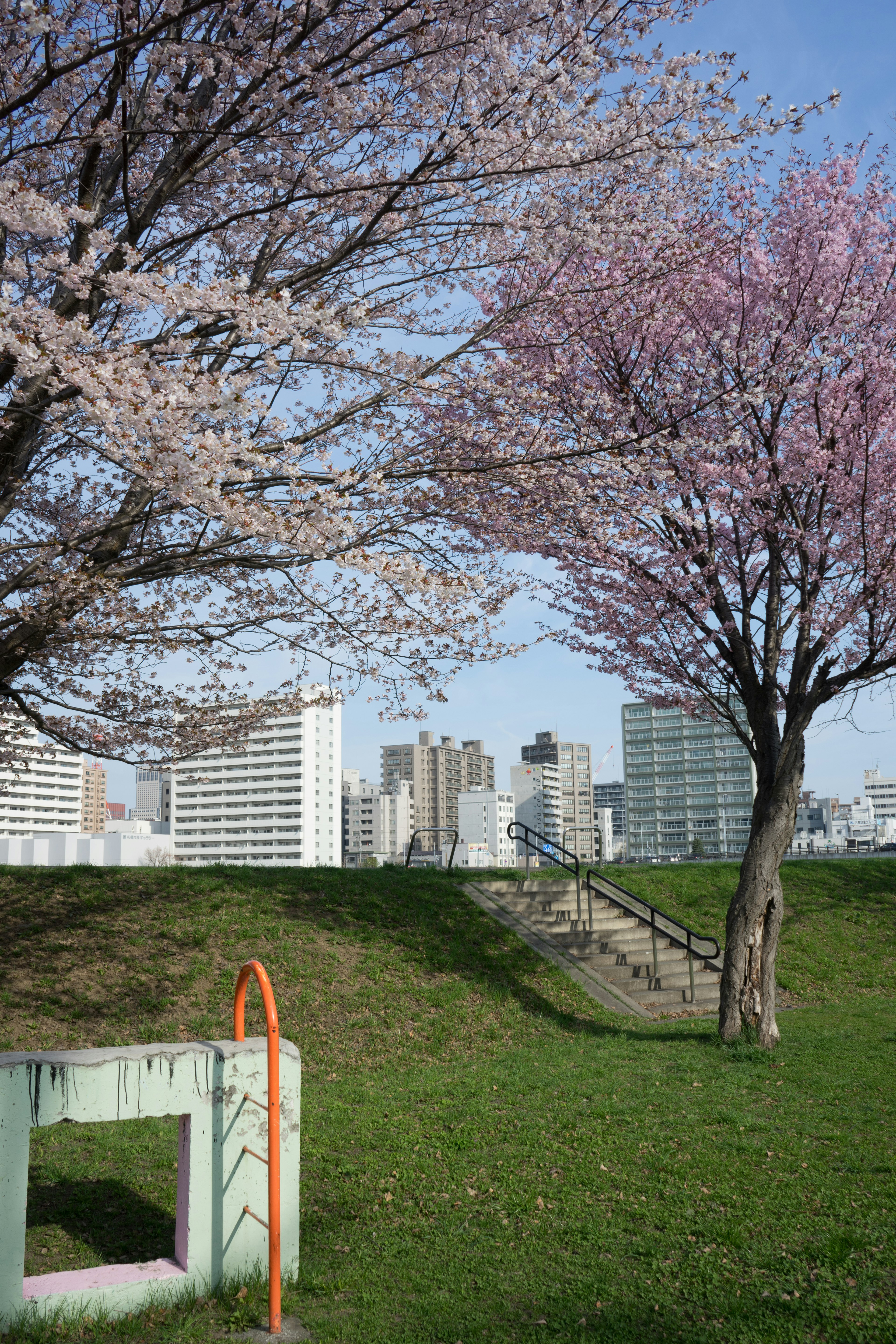 A park scene with cherry blossom trees and a city skyline