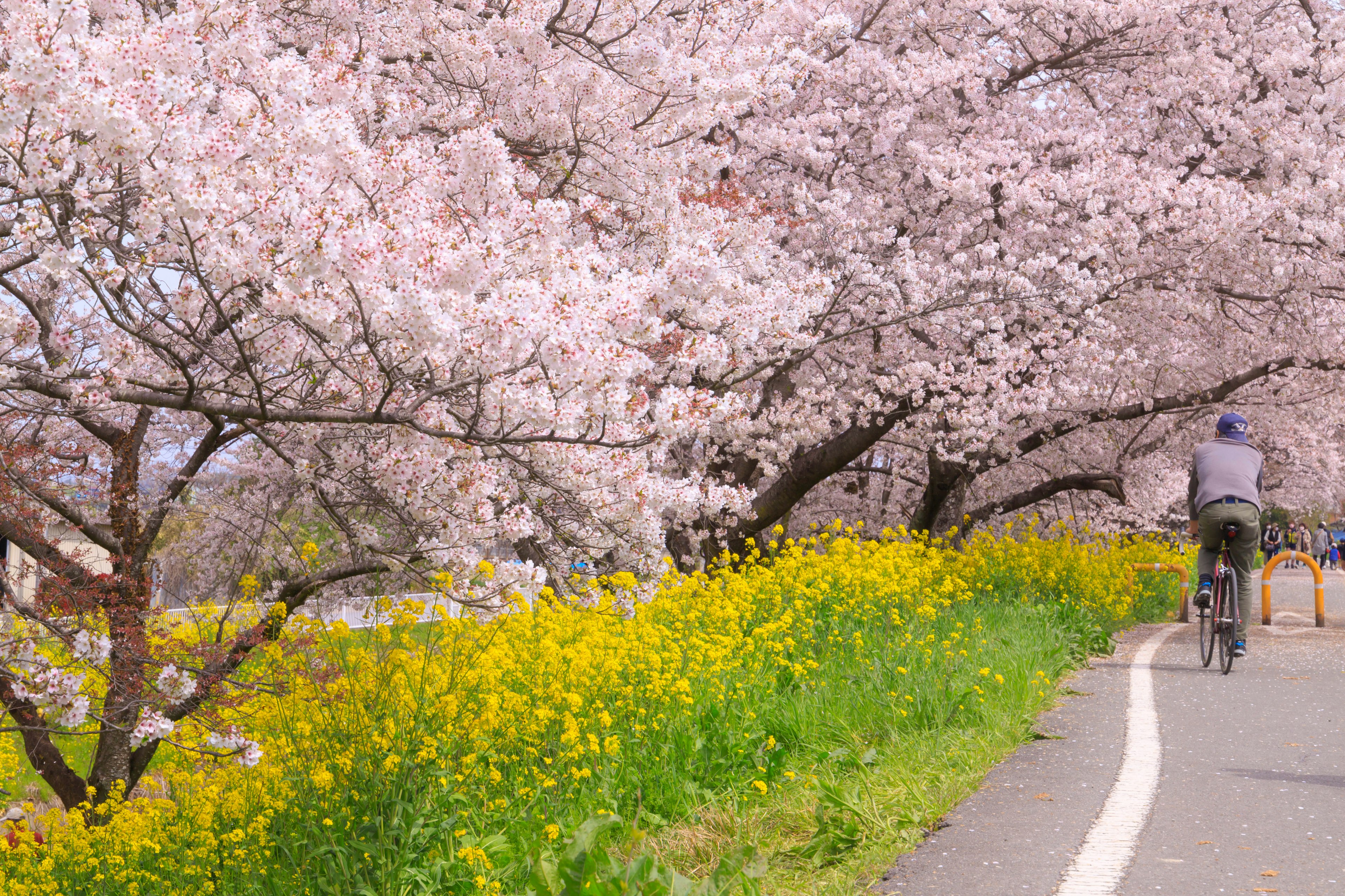 Person, die mit dem Fahrrad entlang eines Weges fährt, gesäumt von Kirschblüten und gelben Blumen