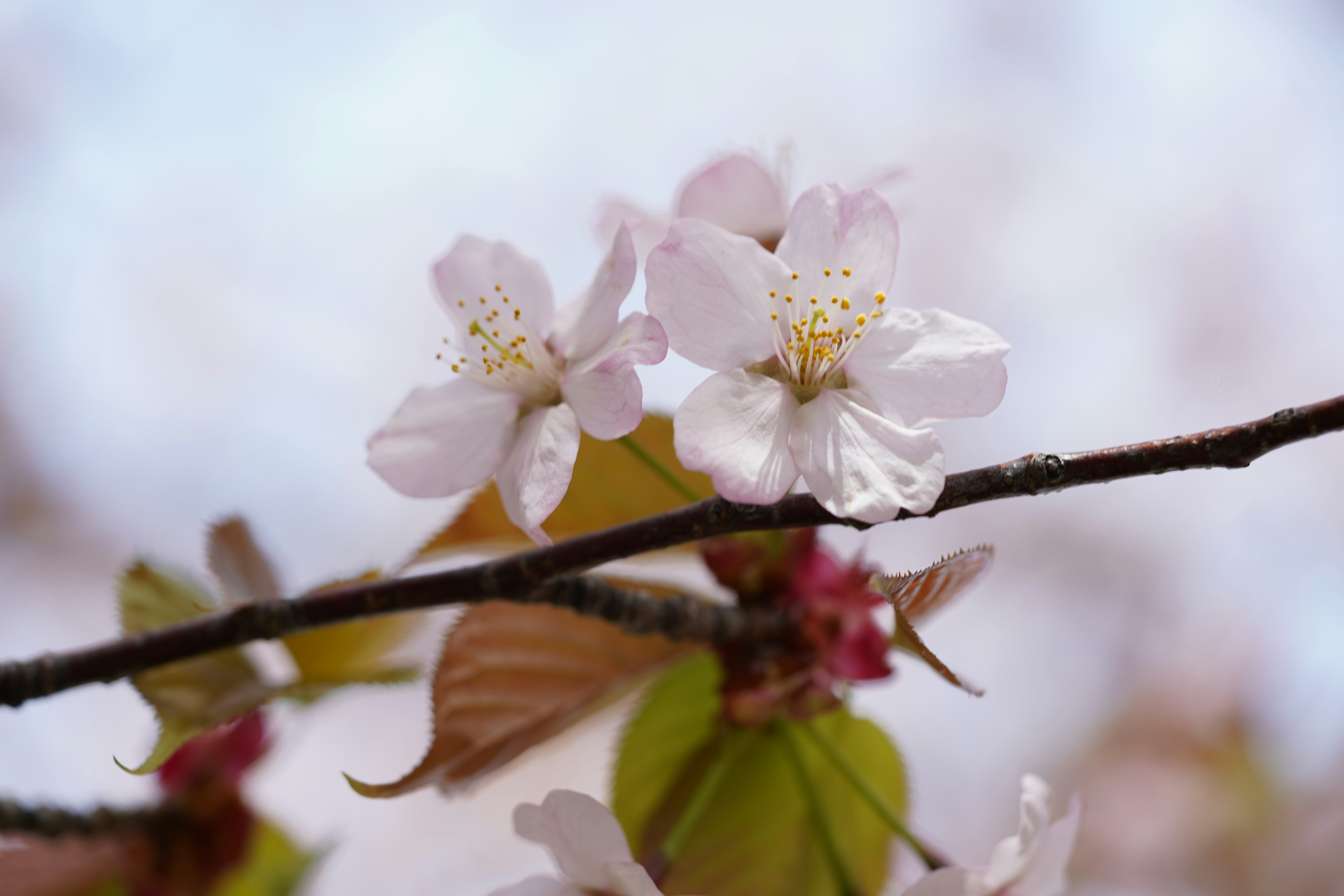 Primo piano di fiori di ciliegio su un ramo