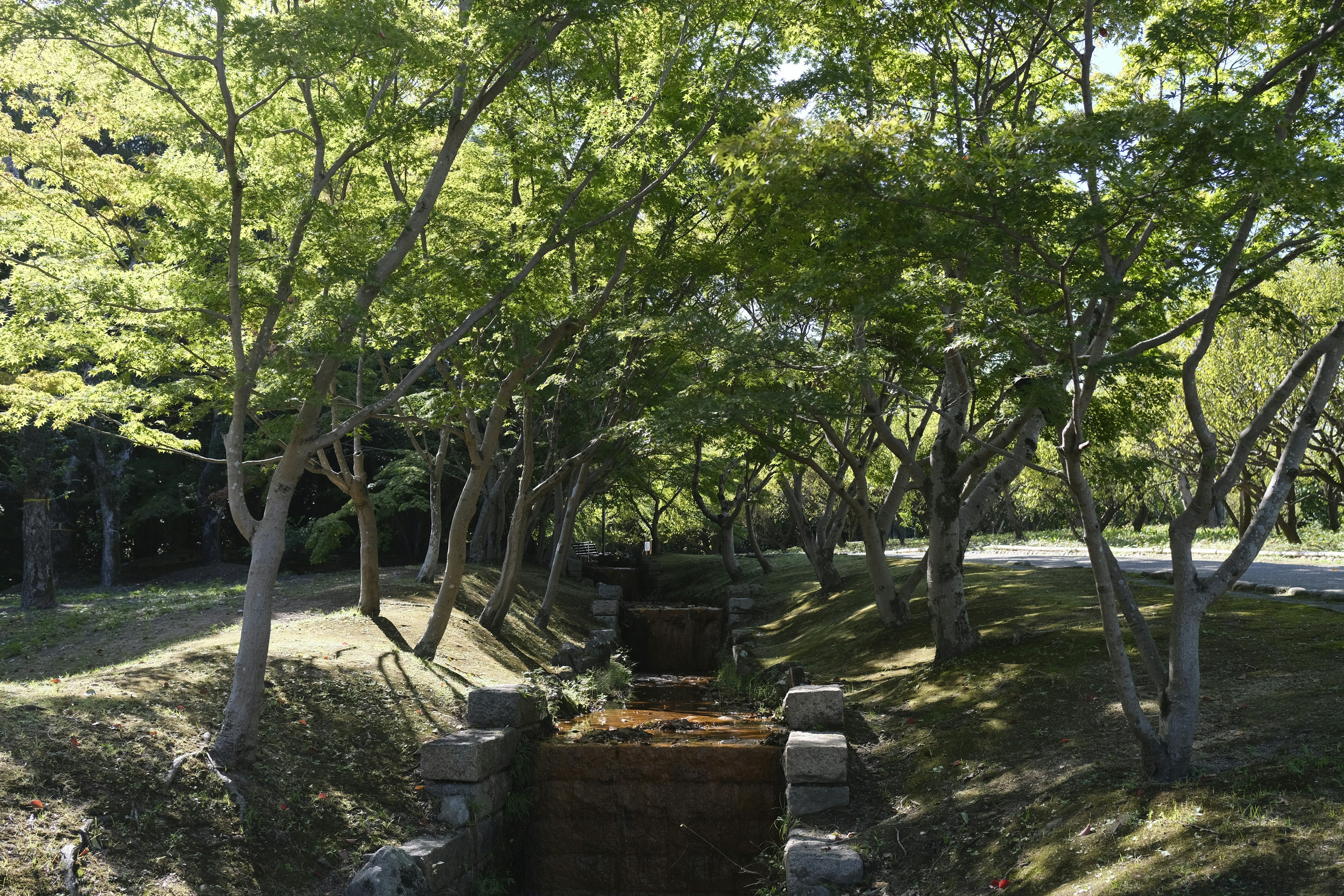 Scenic view of a pathway bordered by lush green trees and a small waterway