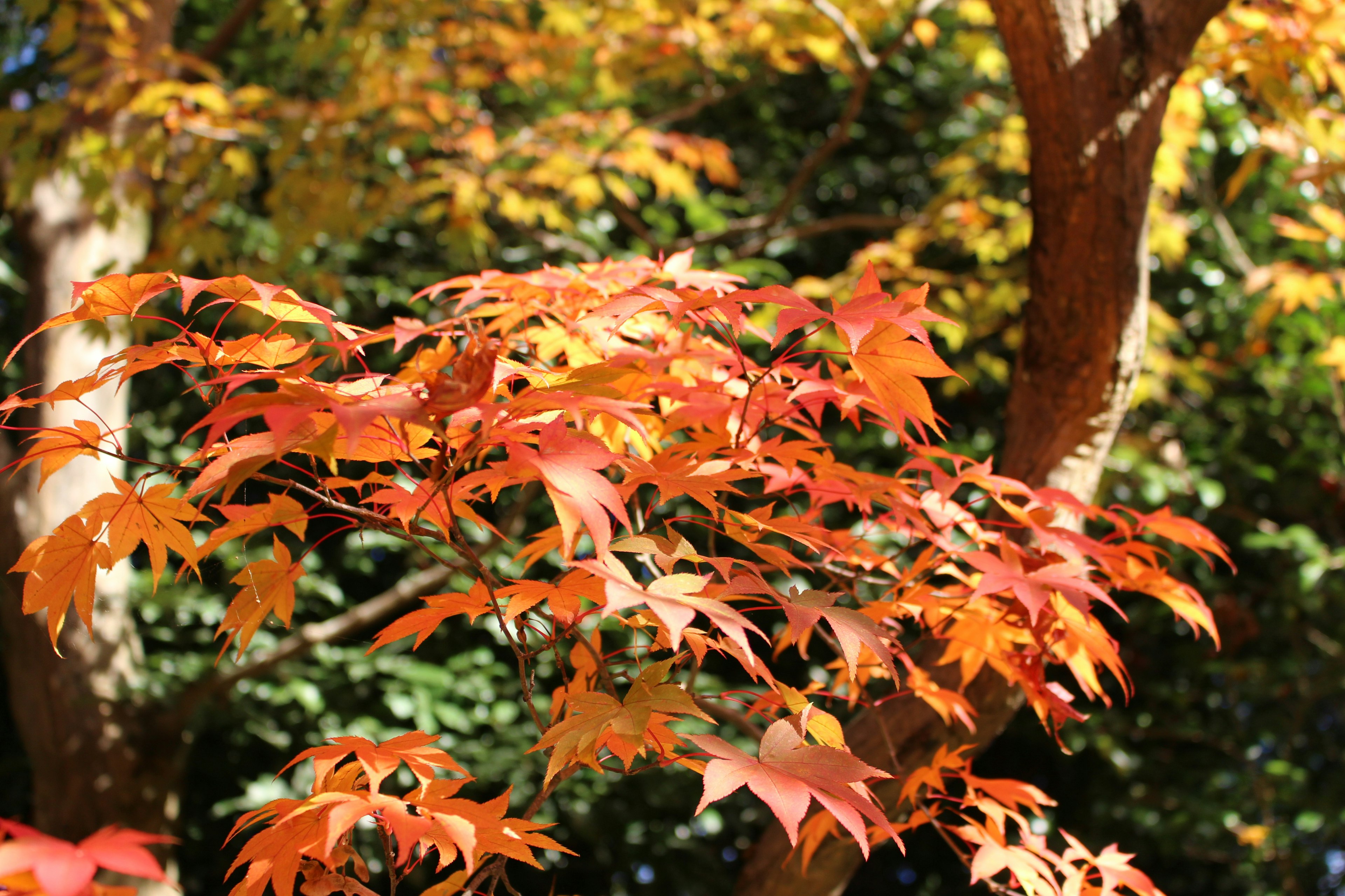 秋の紅葉した葉が鮮やかに色づいている