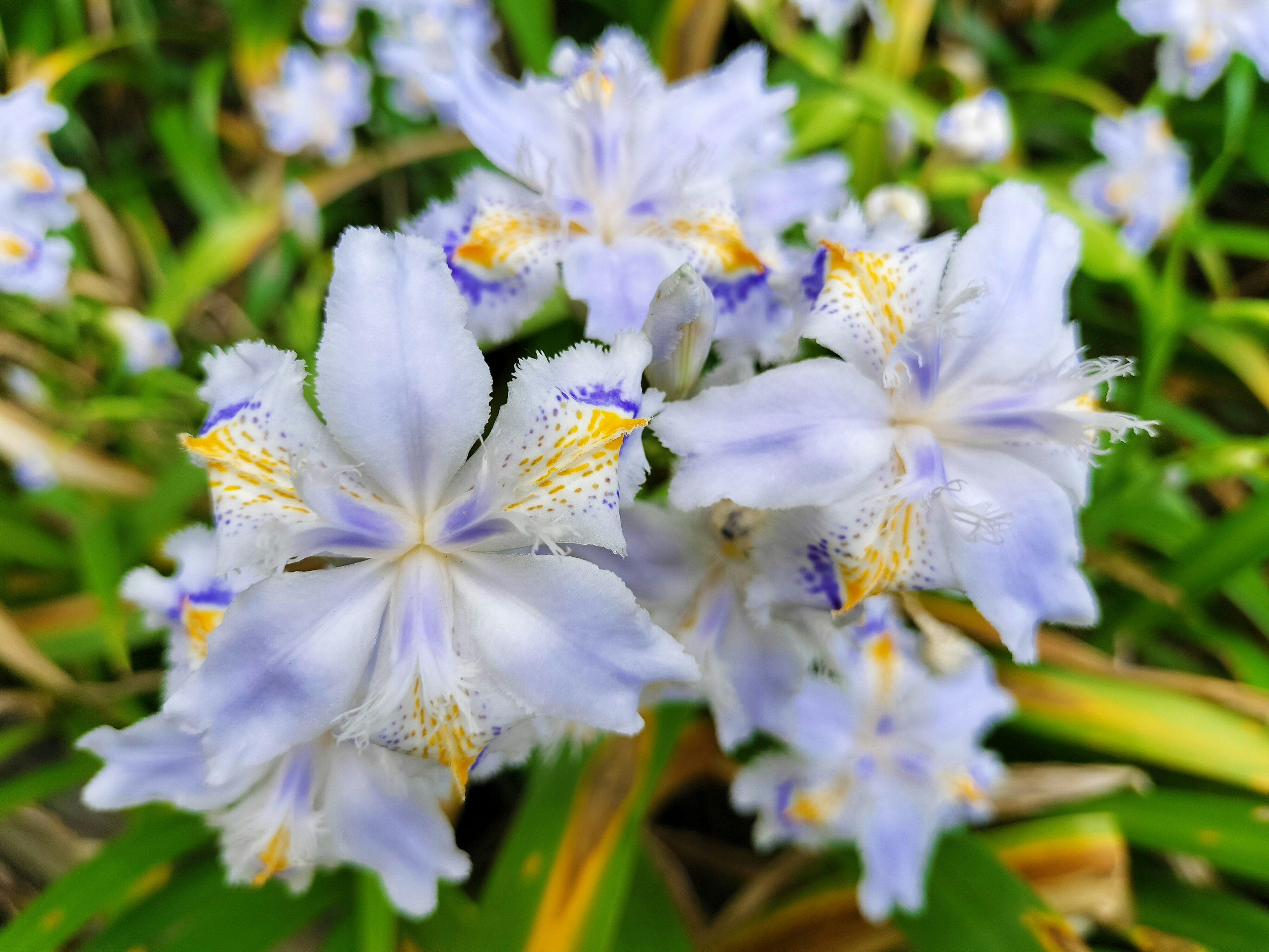 Gros plan de fleurs violettes claires avec des détails délicats