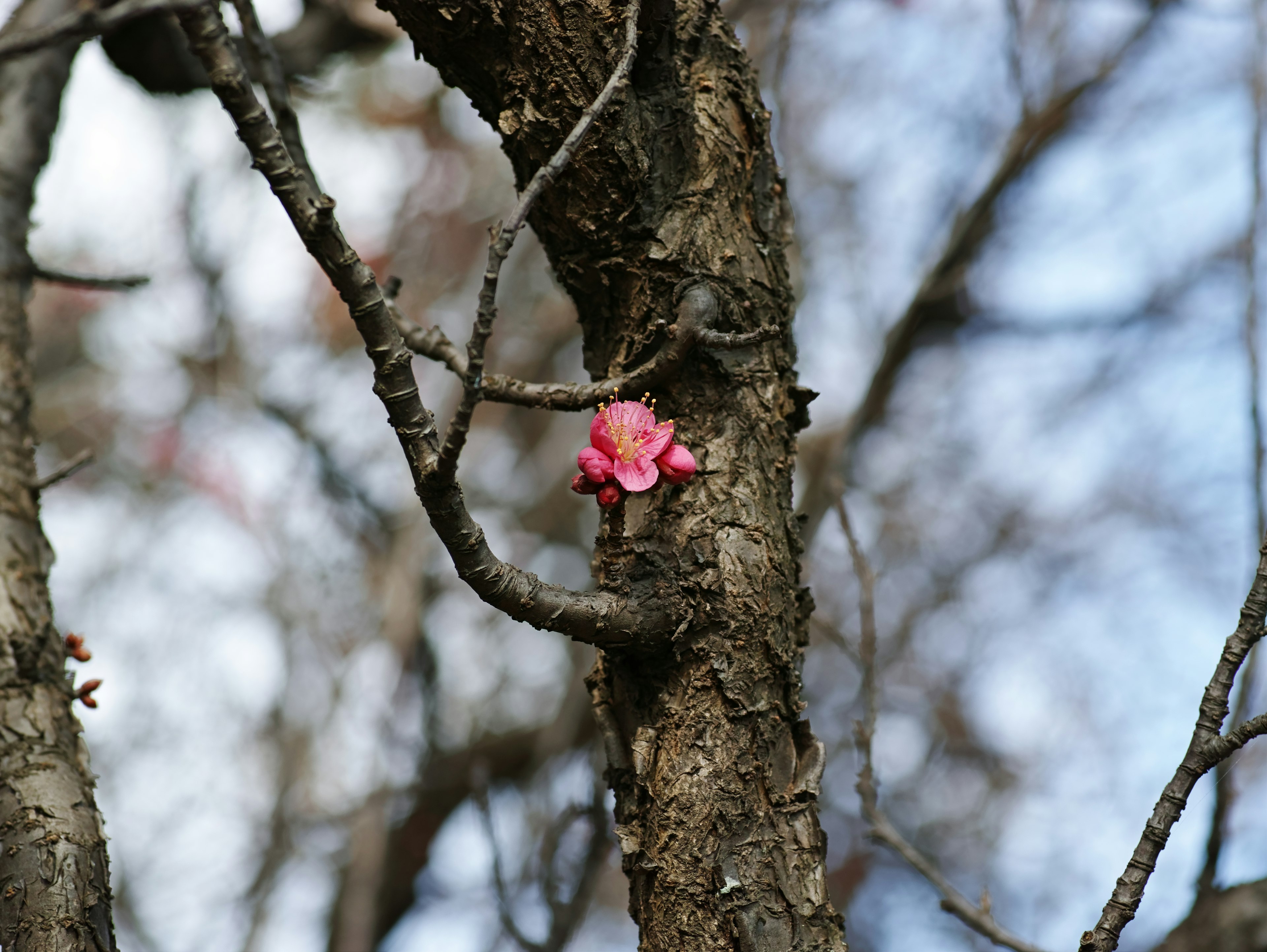 Una sola flor rosa floreciendo en un tronco de árbol