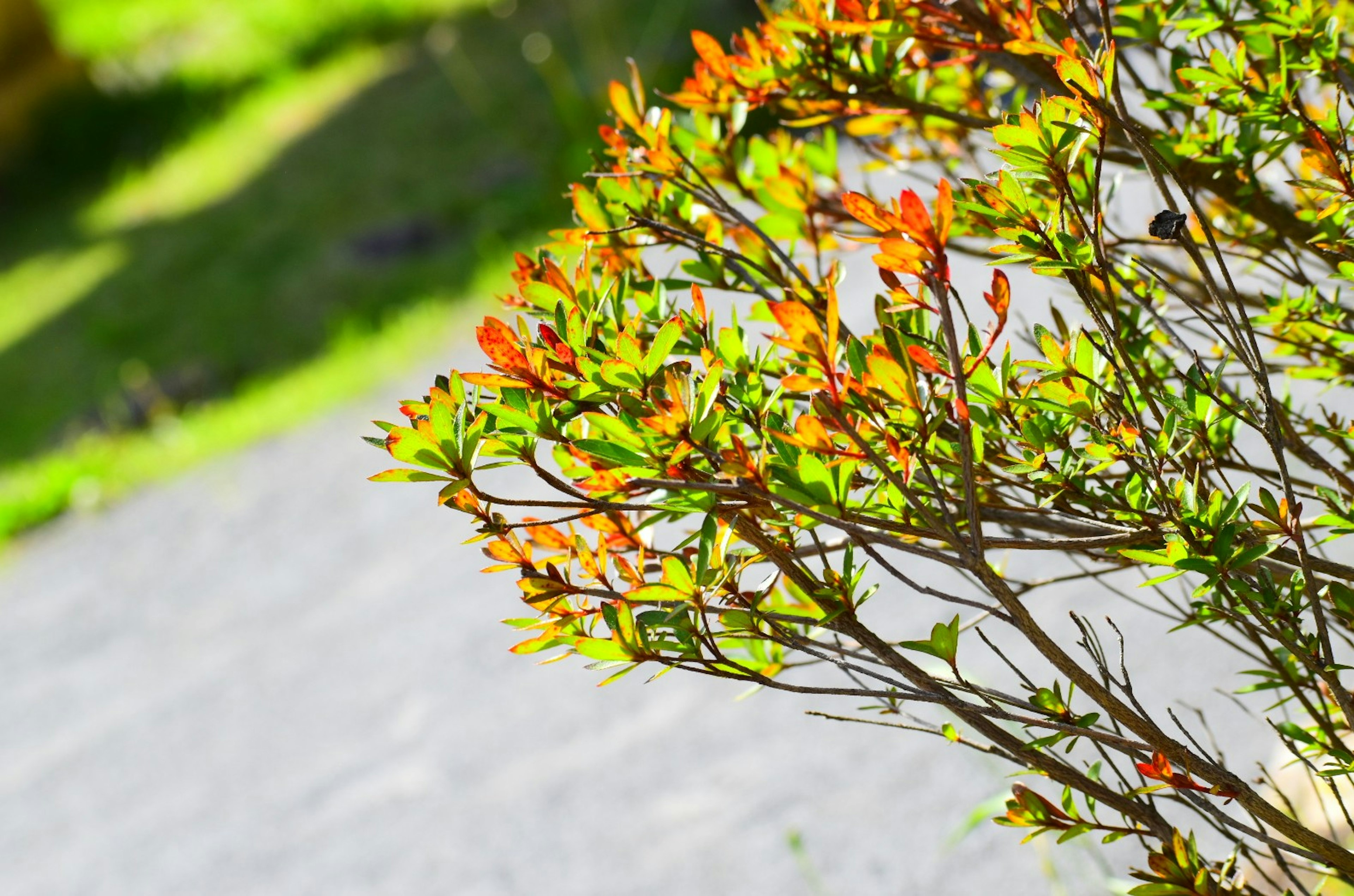 Close-up of a plant branch with colorful new leaves against a green background