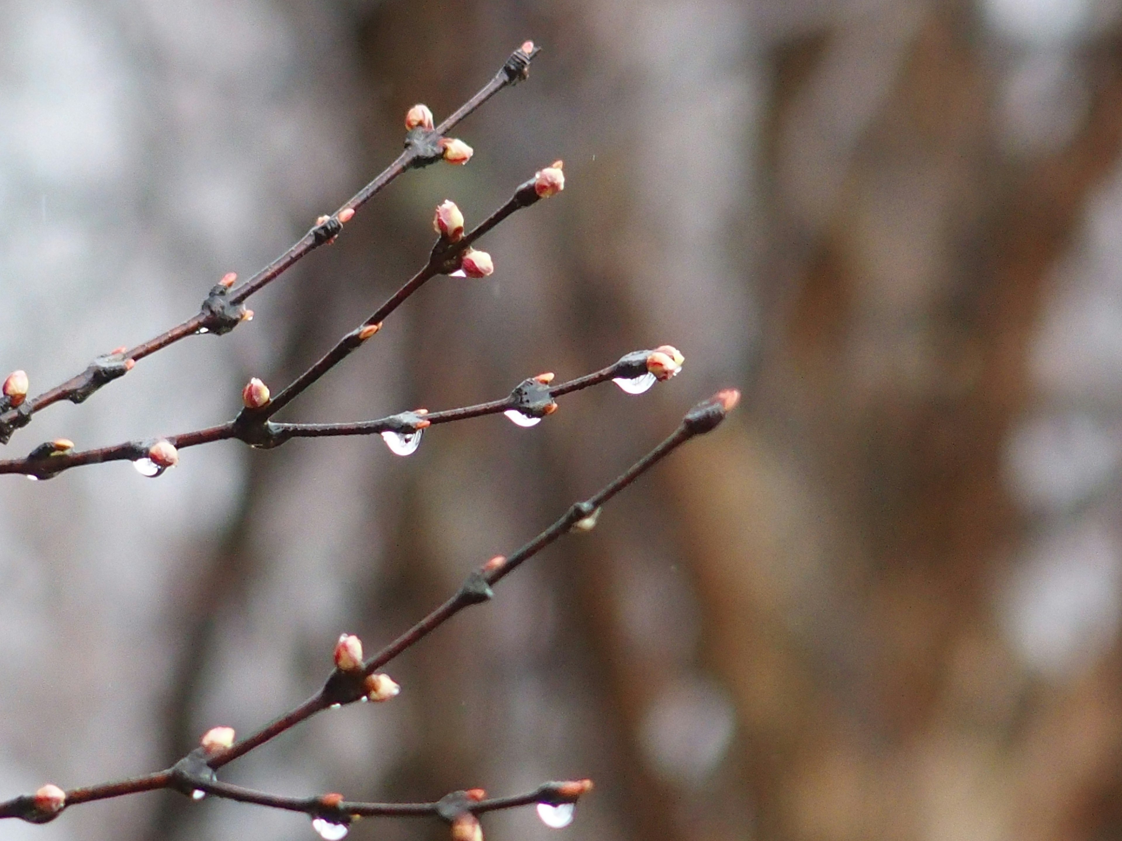 雨滴がついた木の芽と枝のクローズアップ