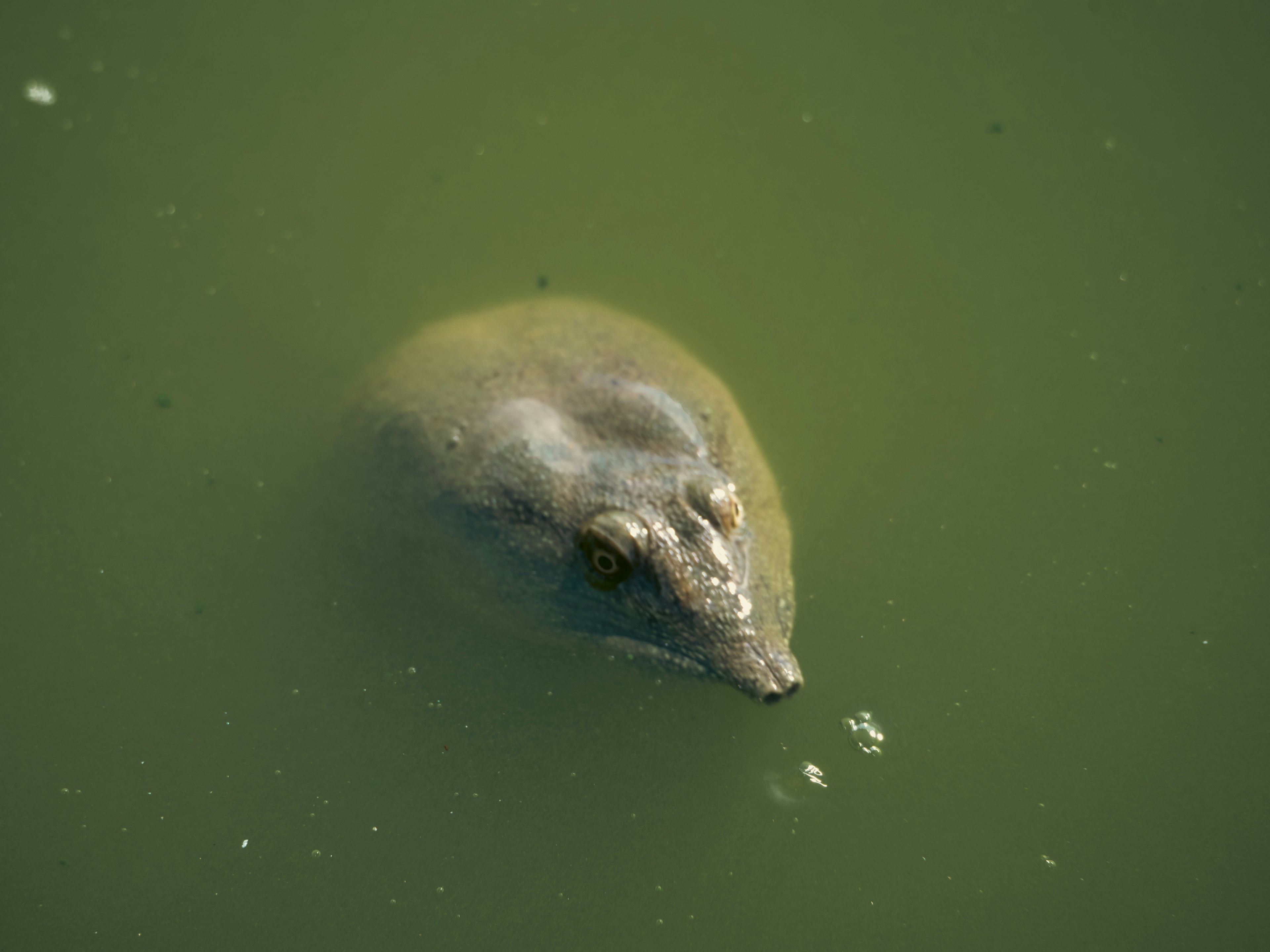 Crocodile head partially submerged in murky water