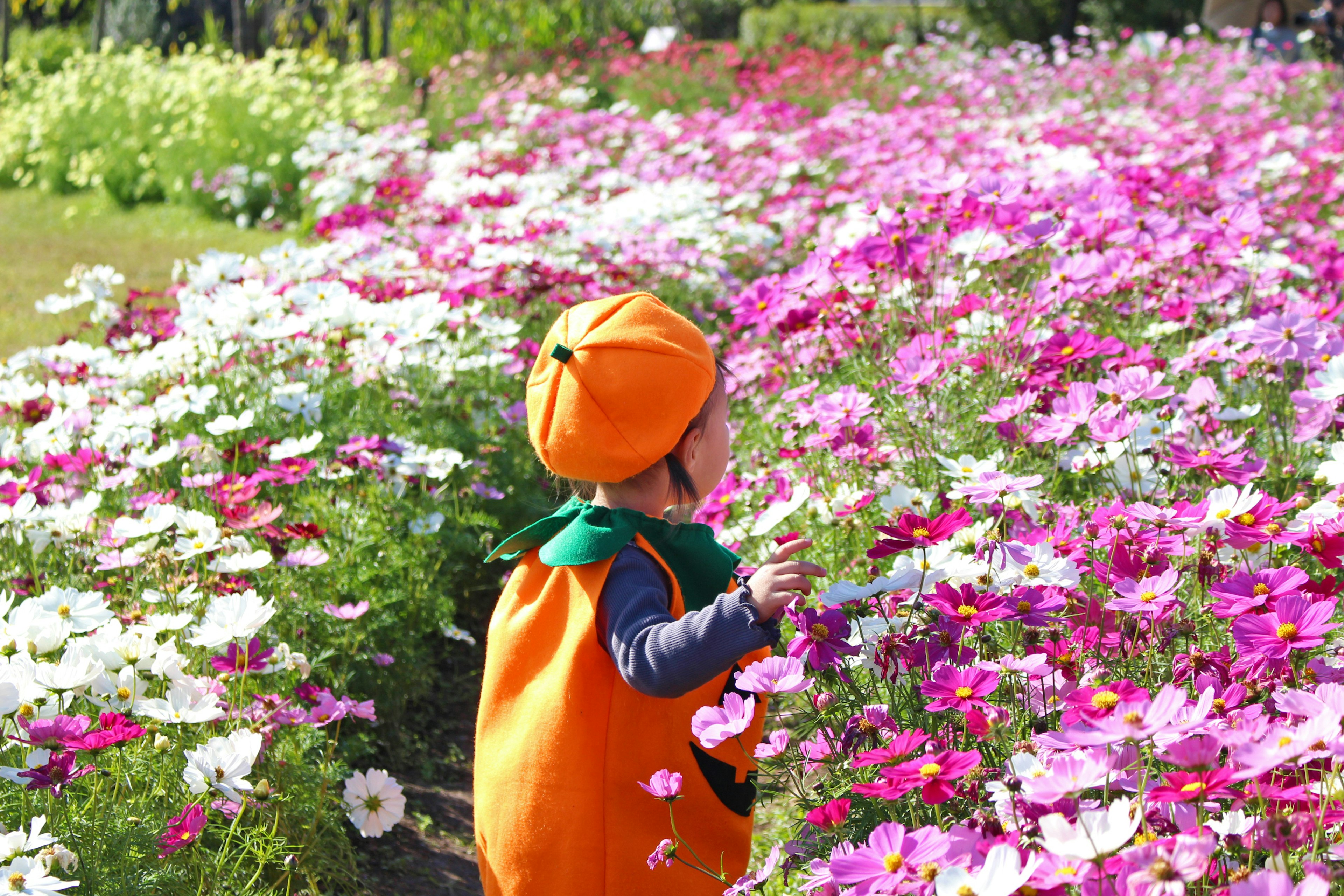 Child in pumpkin costume exploring flower field with pink and white flowers