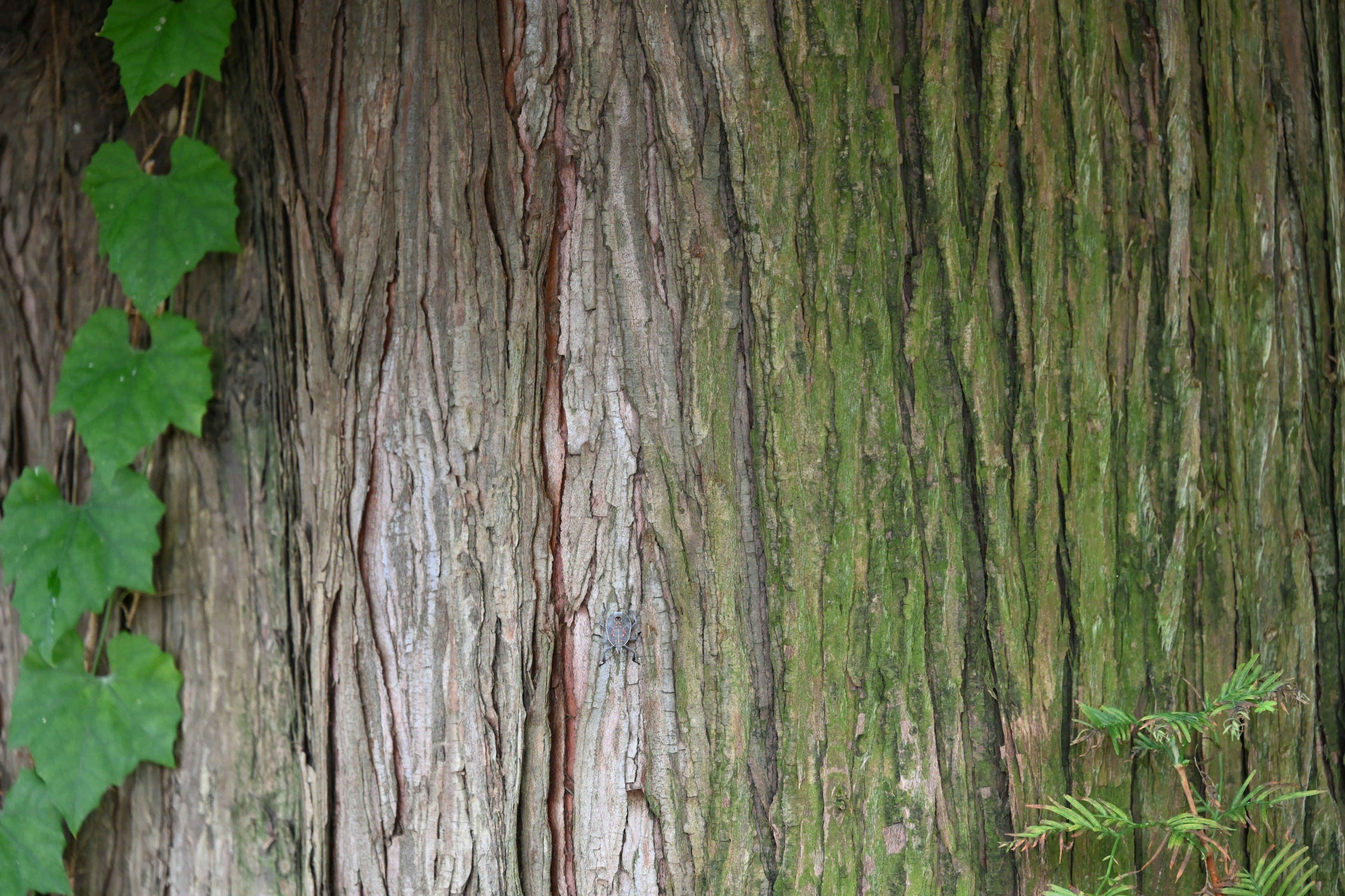 Textured tree bark with green ivy leaves