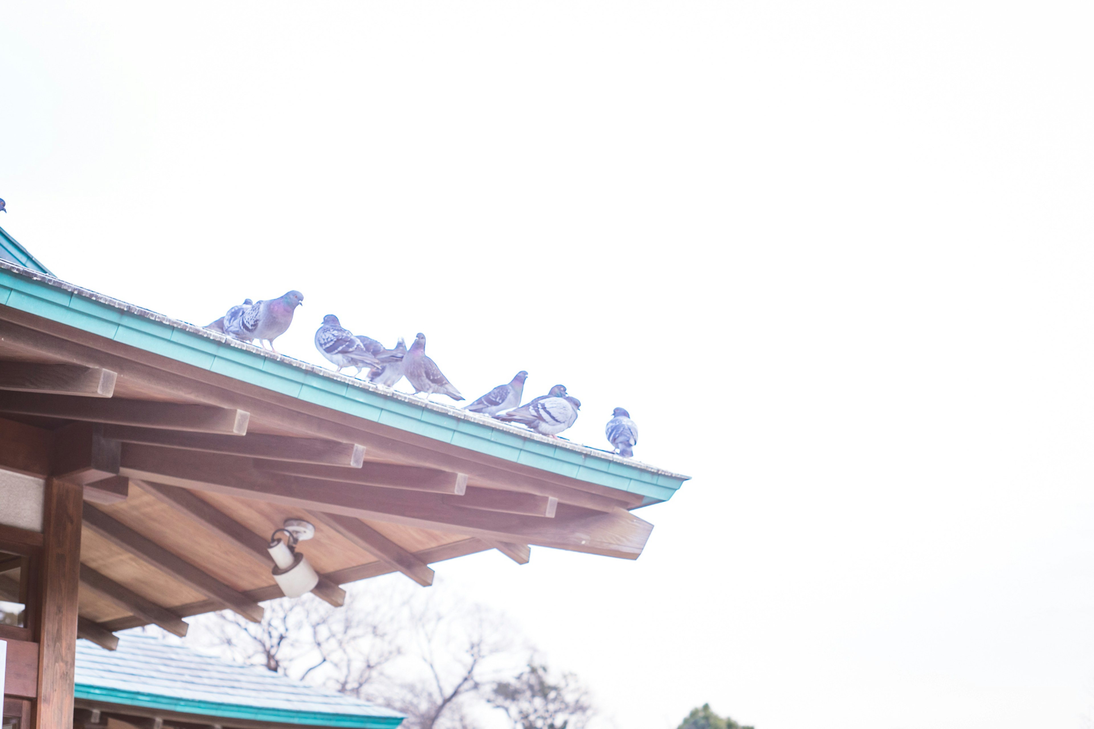 Several pigeons perched on a roof with a bright sky