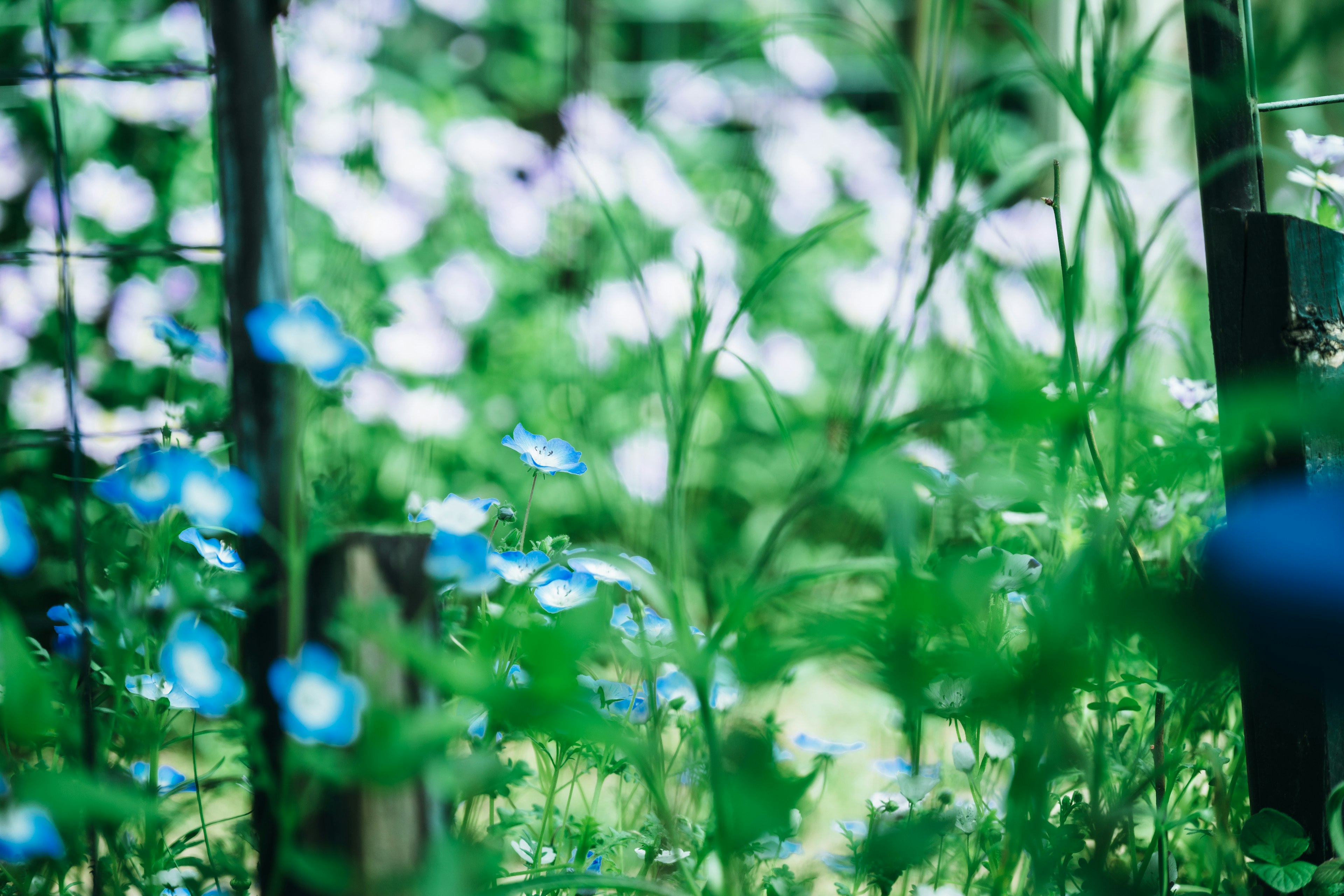 緑の草と青い花が混在する穏やかな風景