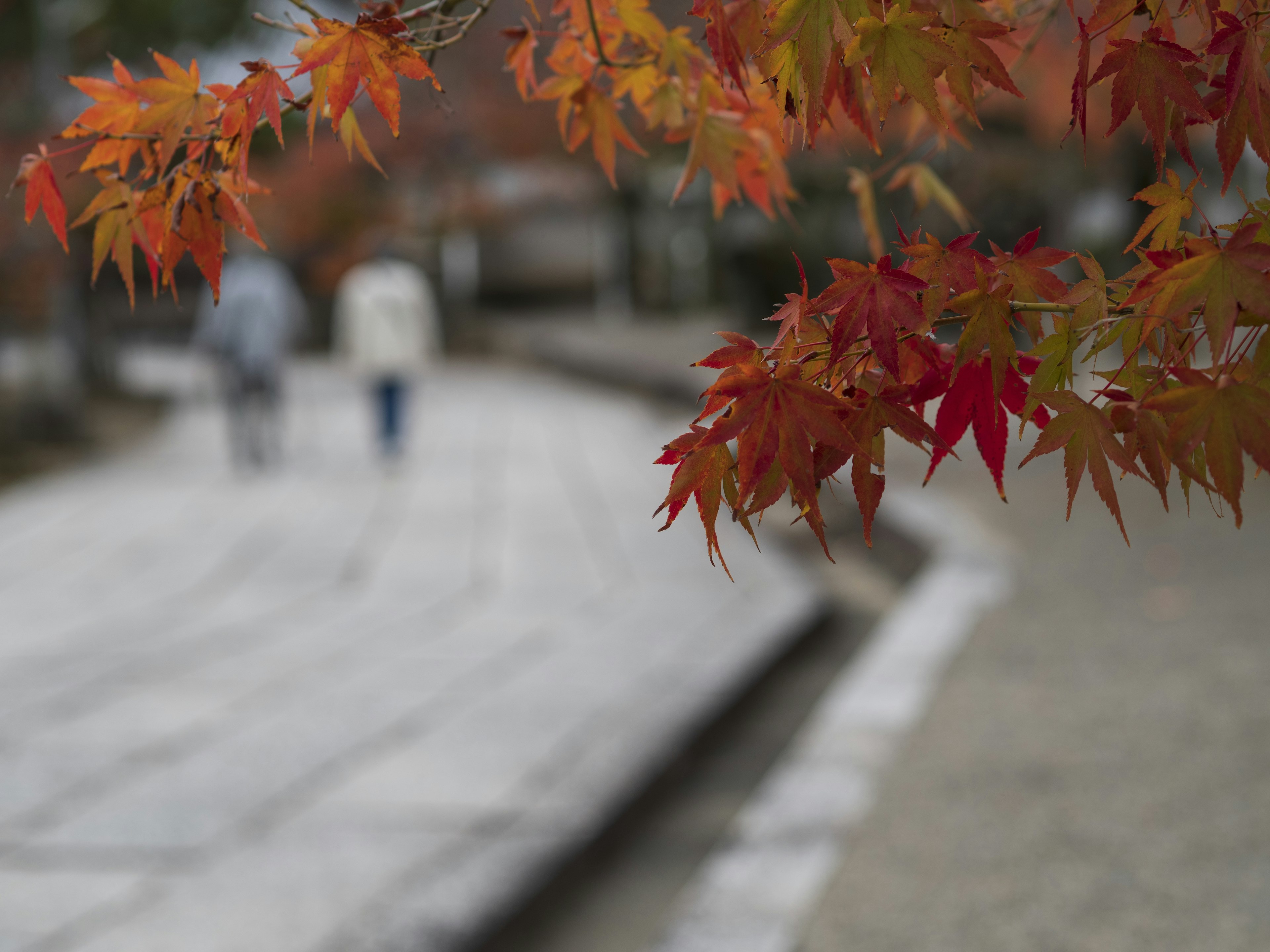 Maple leaves in autumn colors in the foreground with people walking in the background