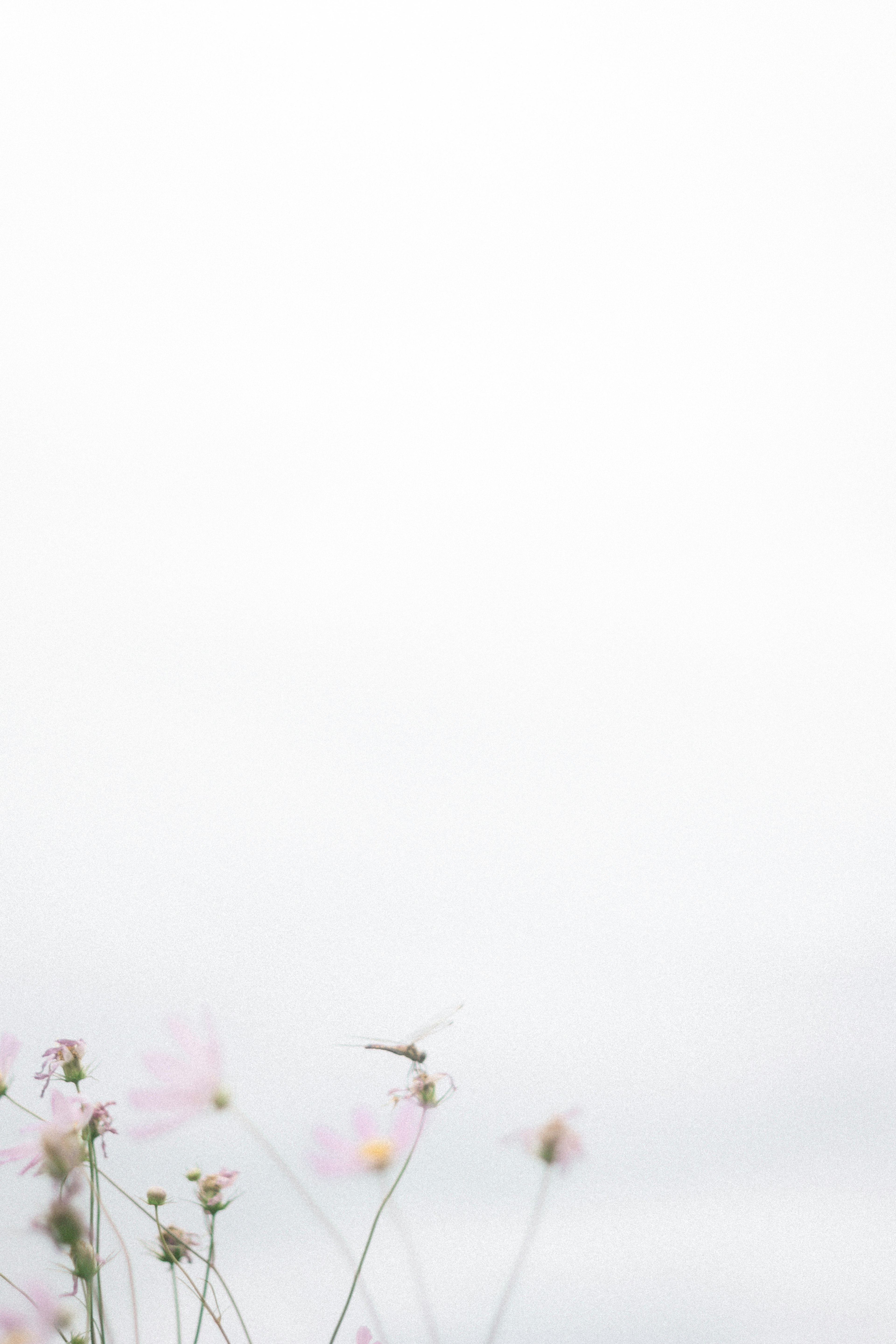 Fleurs délicates en rose pâle sur un fond blanc doux